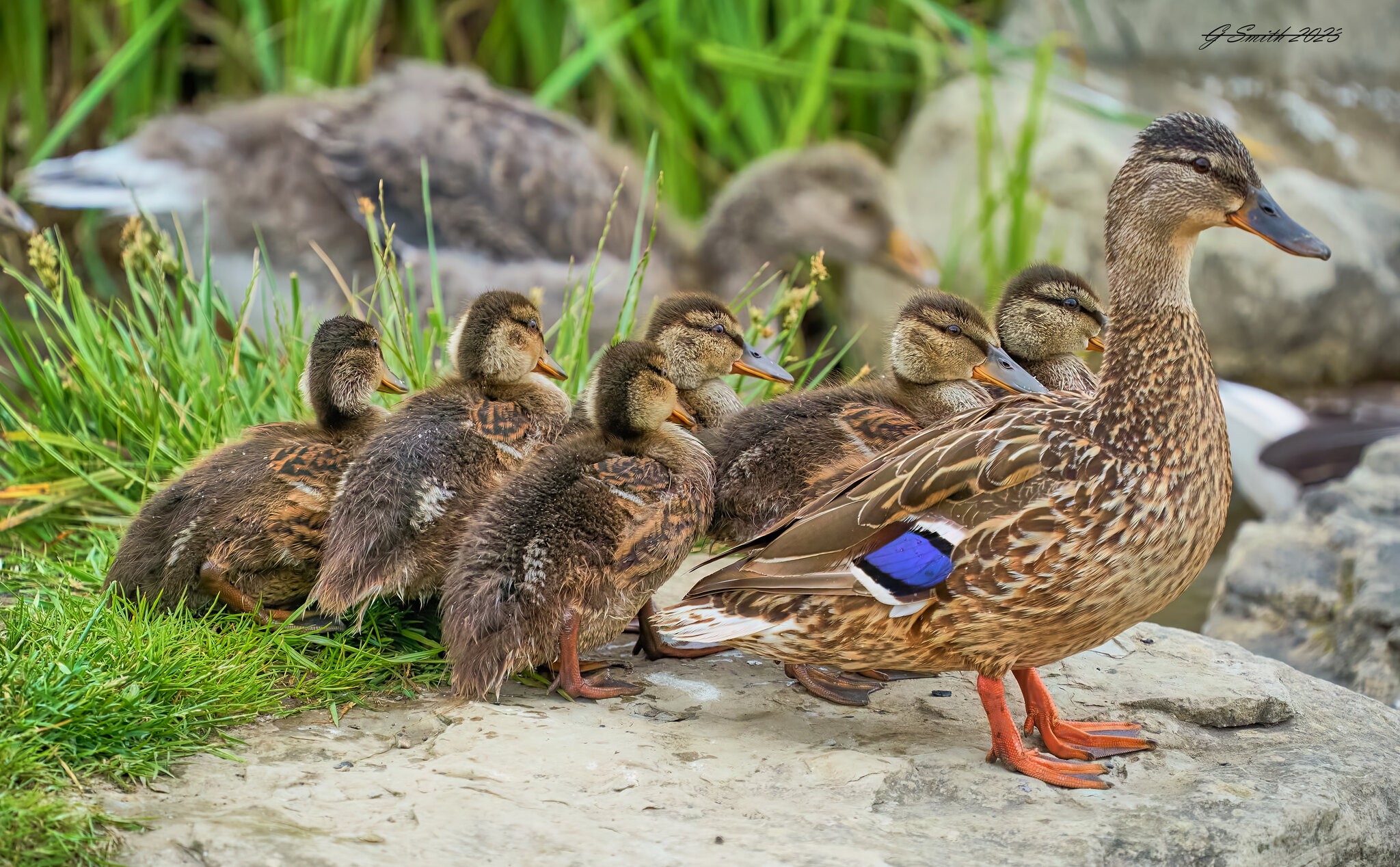 duck 2023 22.jpg