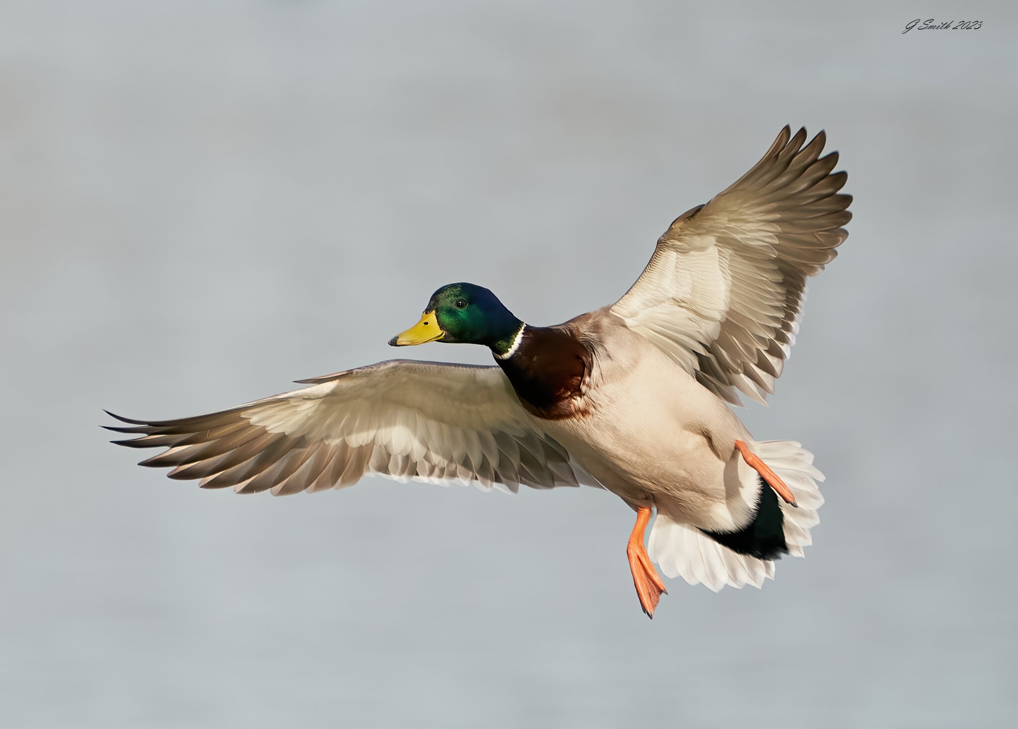 duck 2023 40.jpg