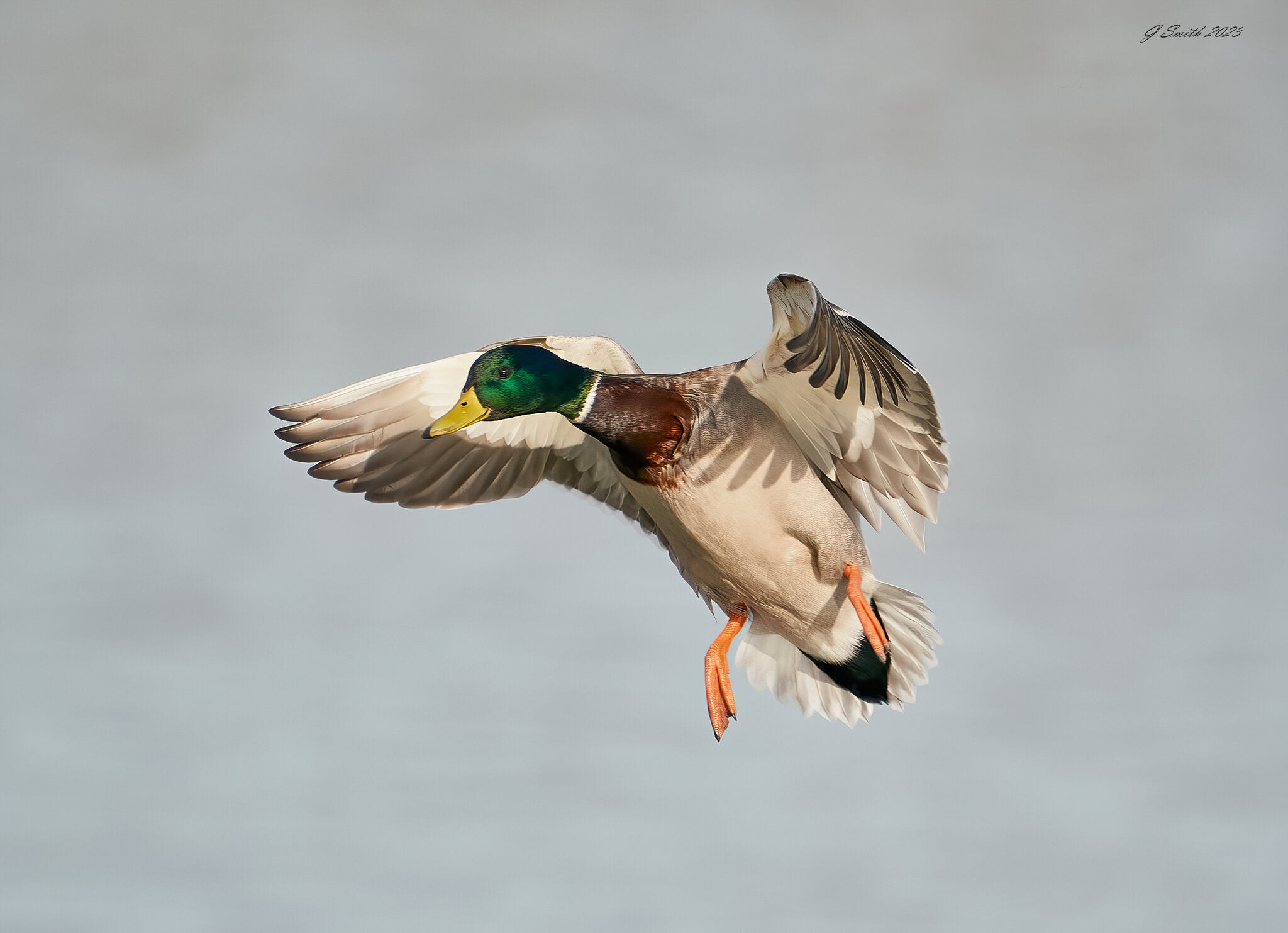 duck 2023 41.jpg