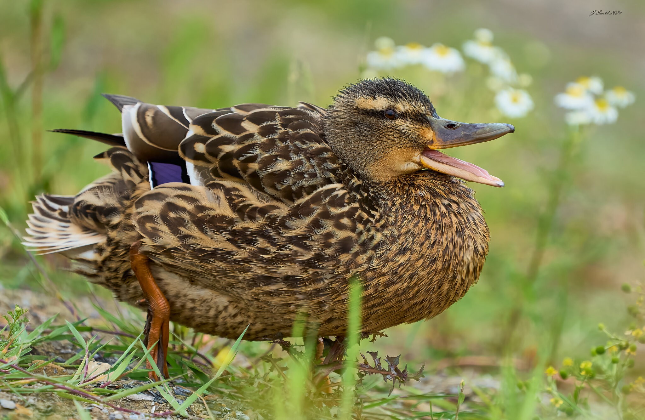 duck 2024 1 (4).jpg