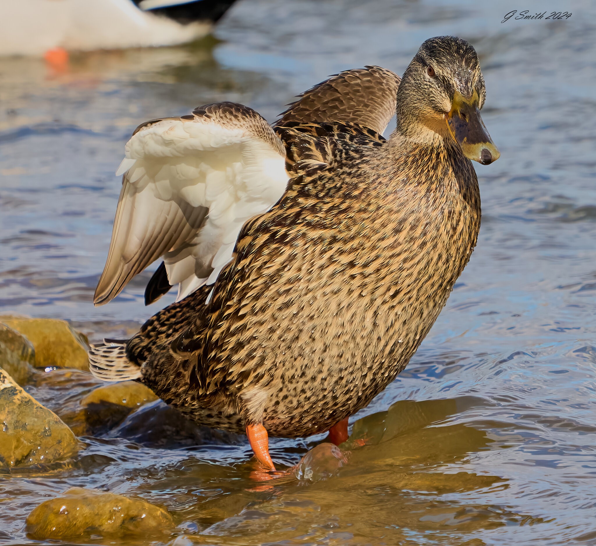 duck 2024 4.jpg