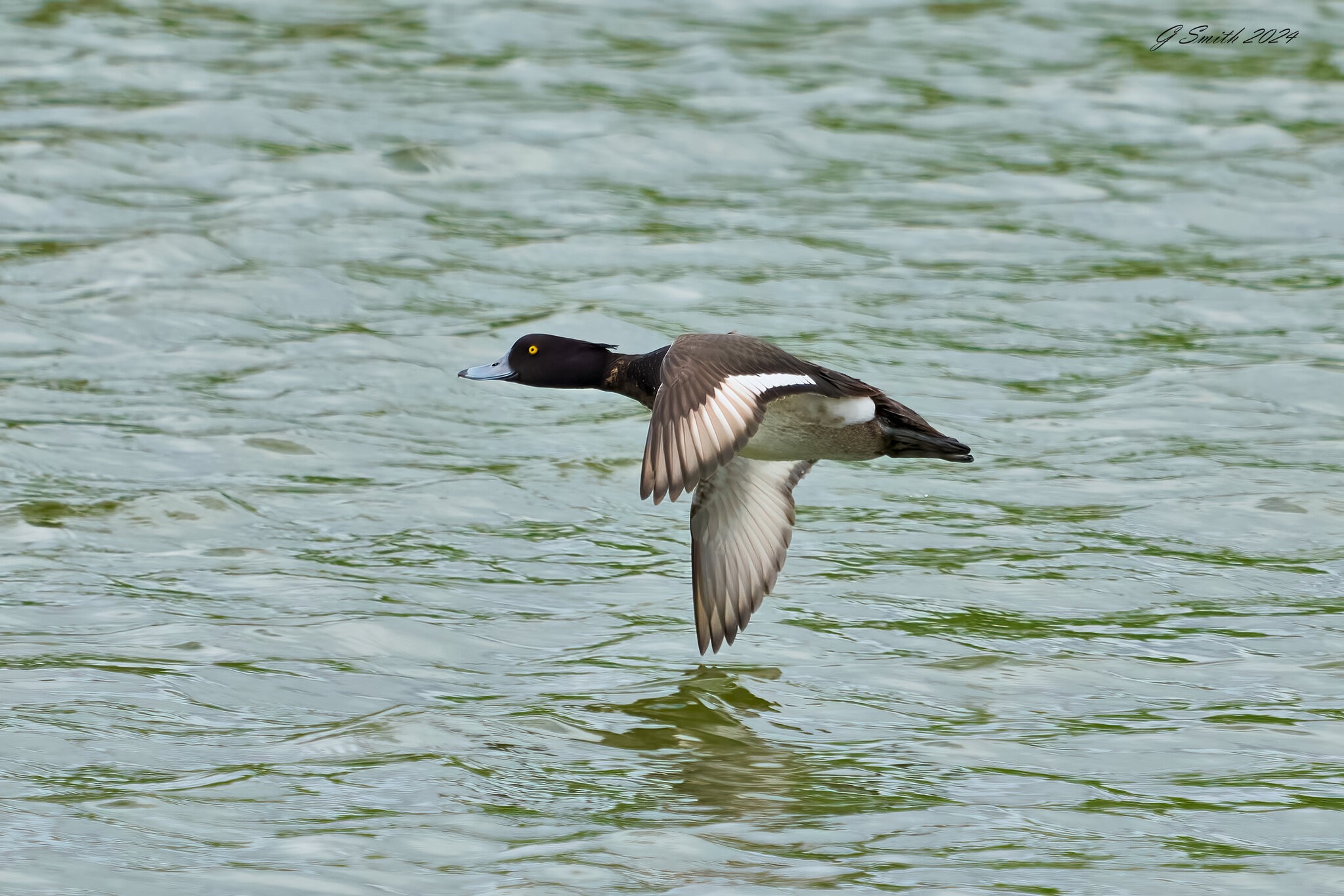 duck 2024 42.jpg