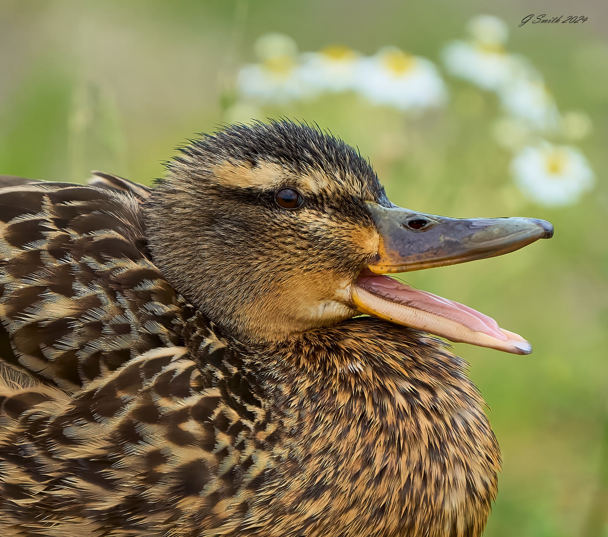 duck 2024 (6).jpg