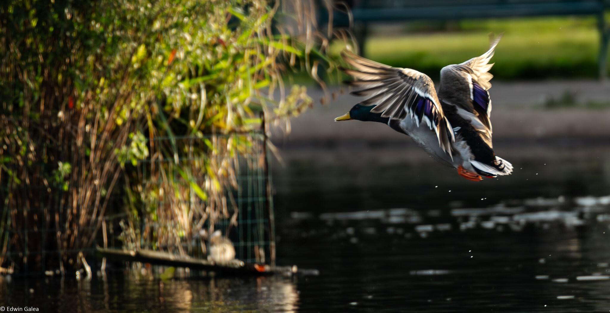 duck flight-6.jpg