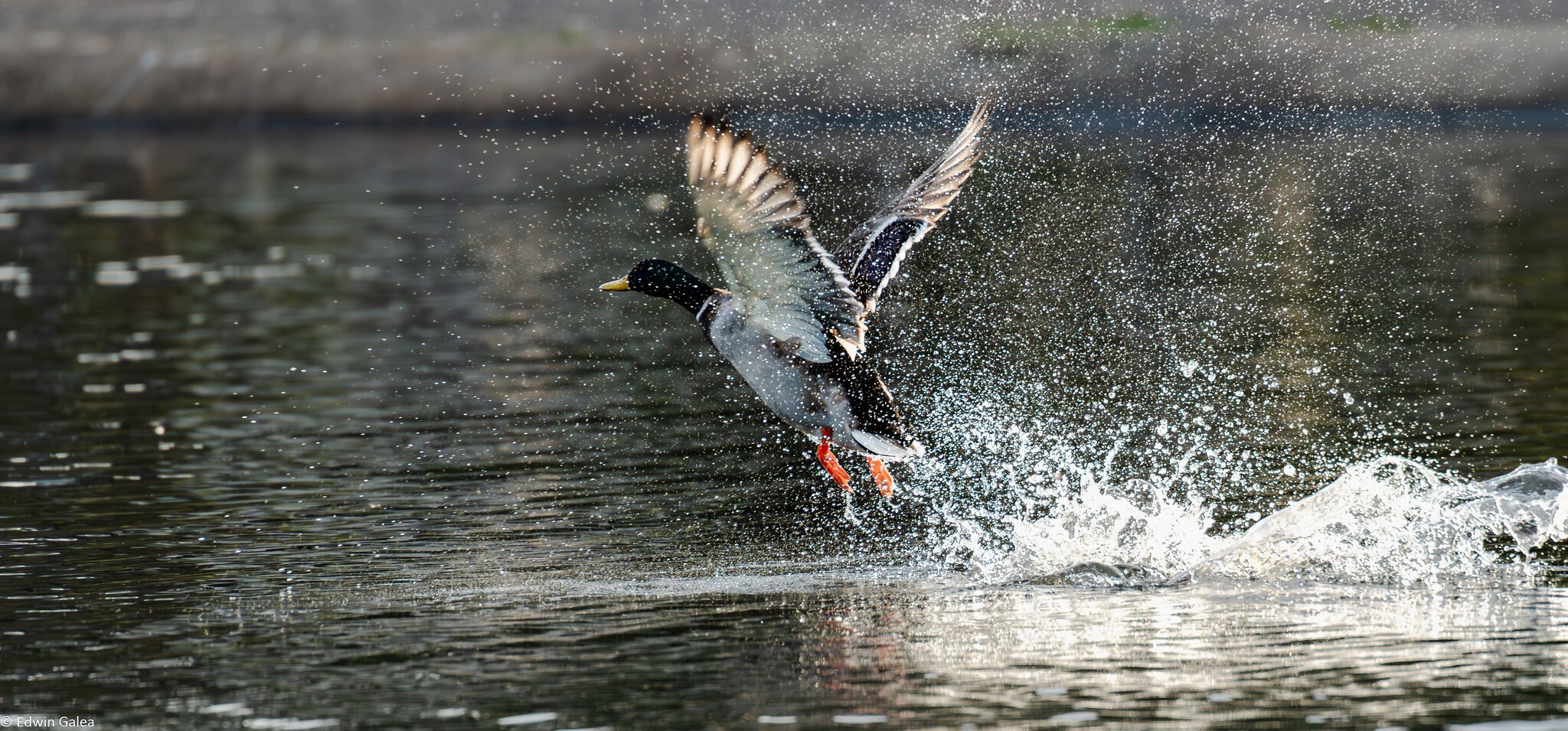 duck takeoff-5.jpg