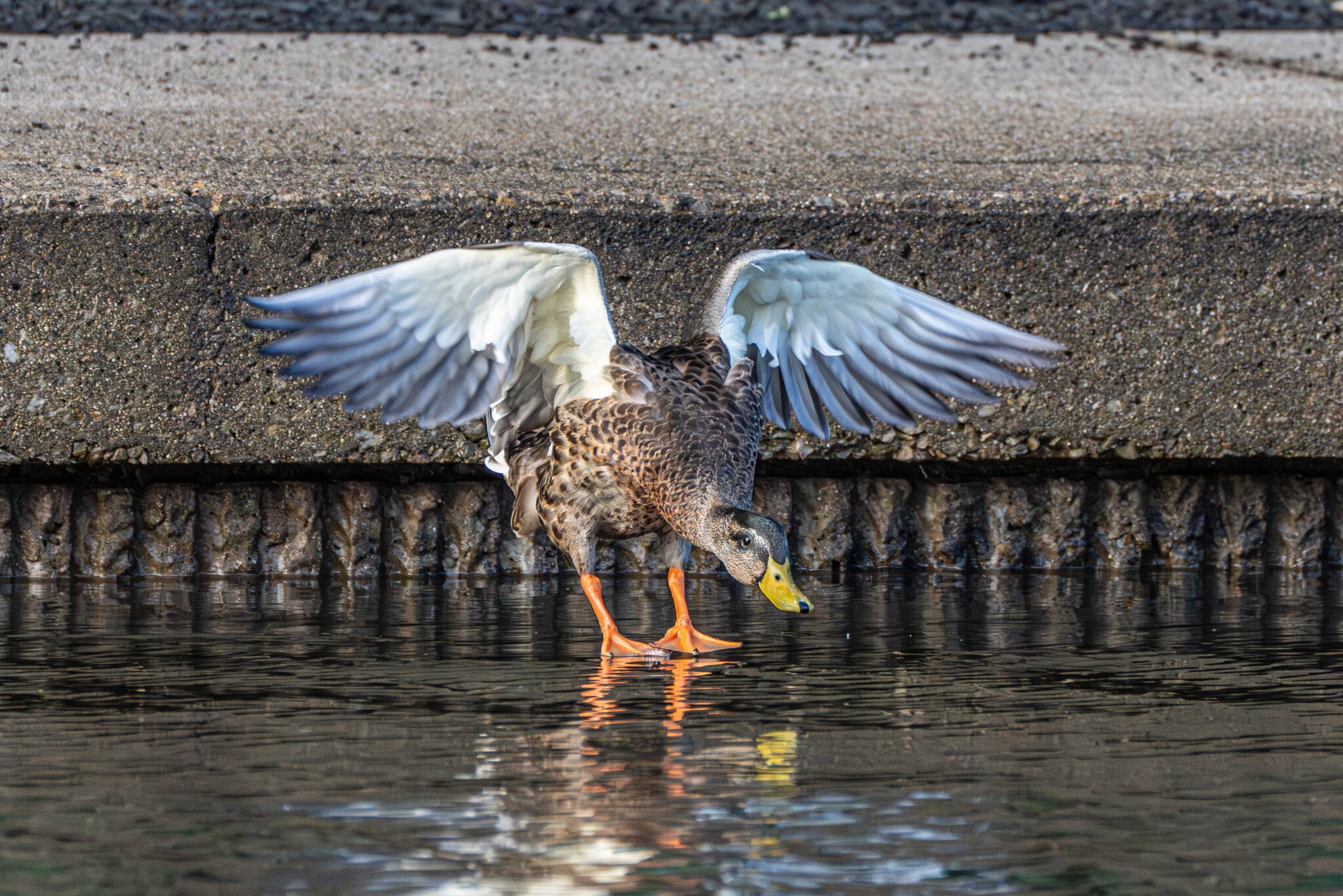 Duck walking on water