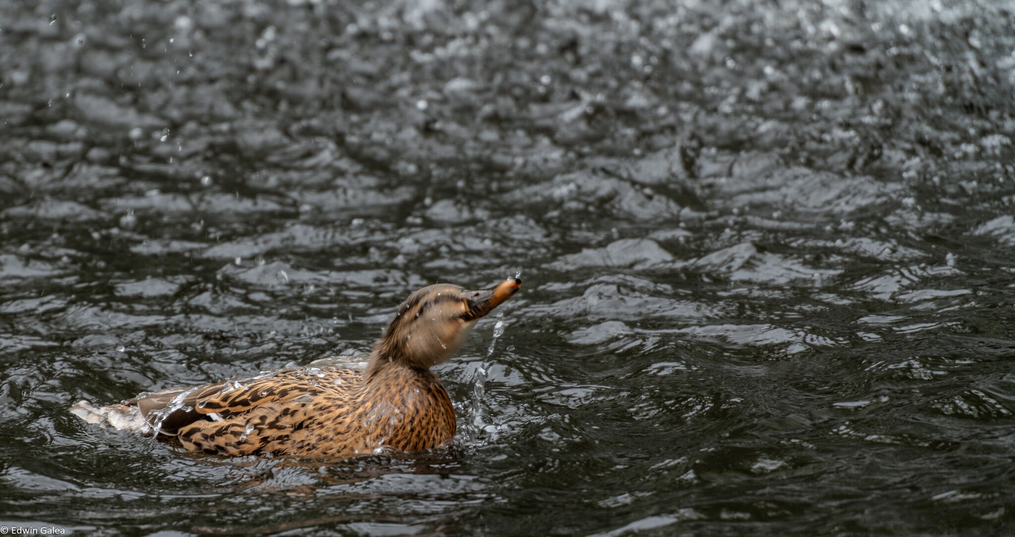 duck_in_clearwater_hdr-5.jpg