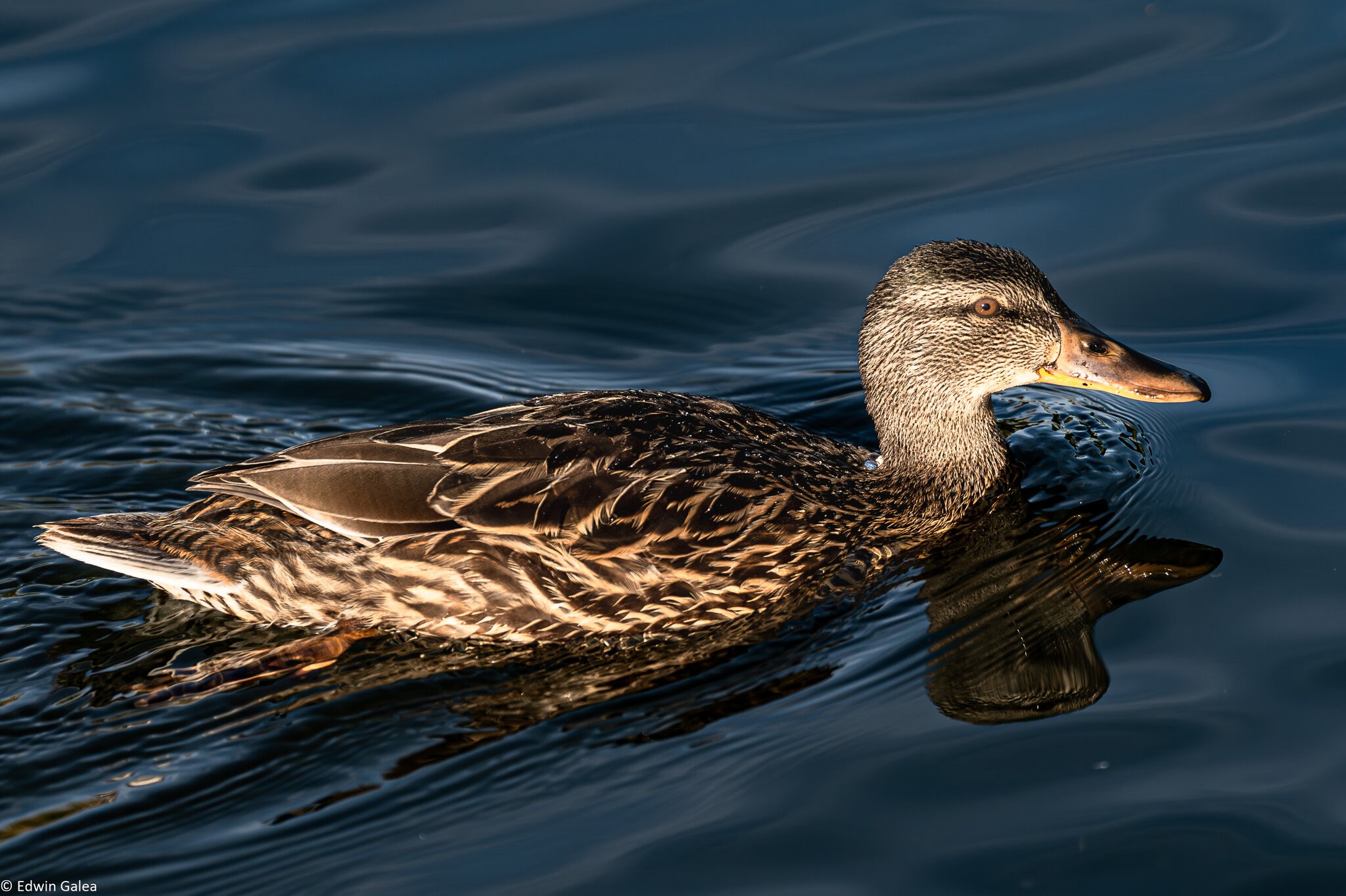 duck_swimming-2.jpg