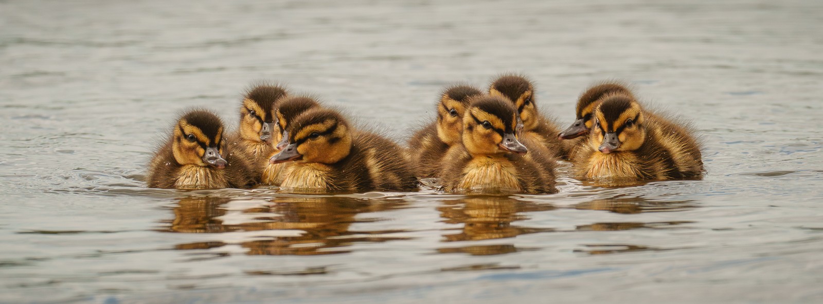 ducklings