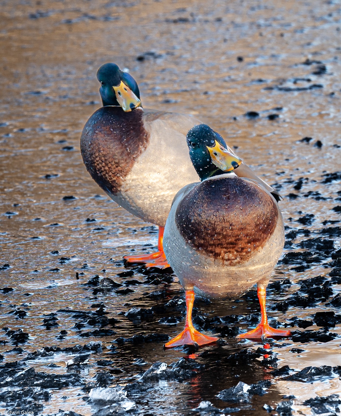 ducks with attitude-2.jpg