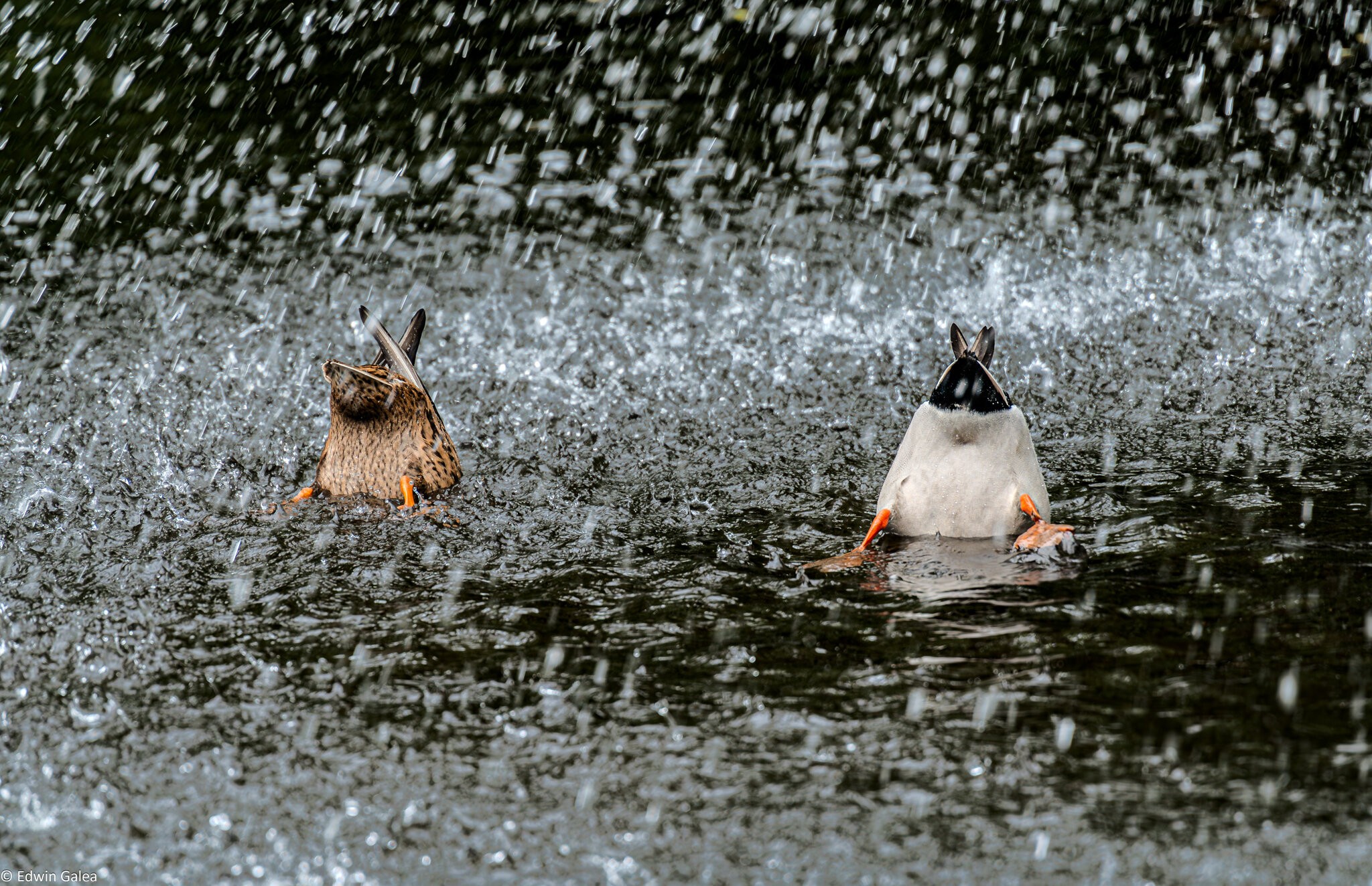 ducks_upsidedown_hdr_hdroutput_modified4SDR-2.jpg