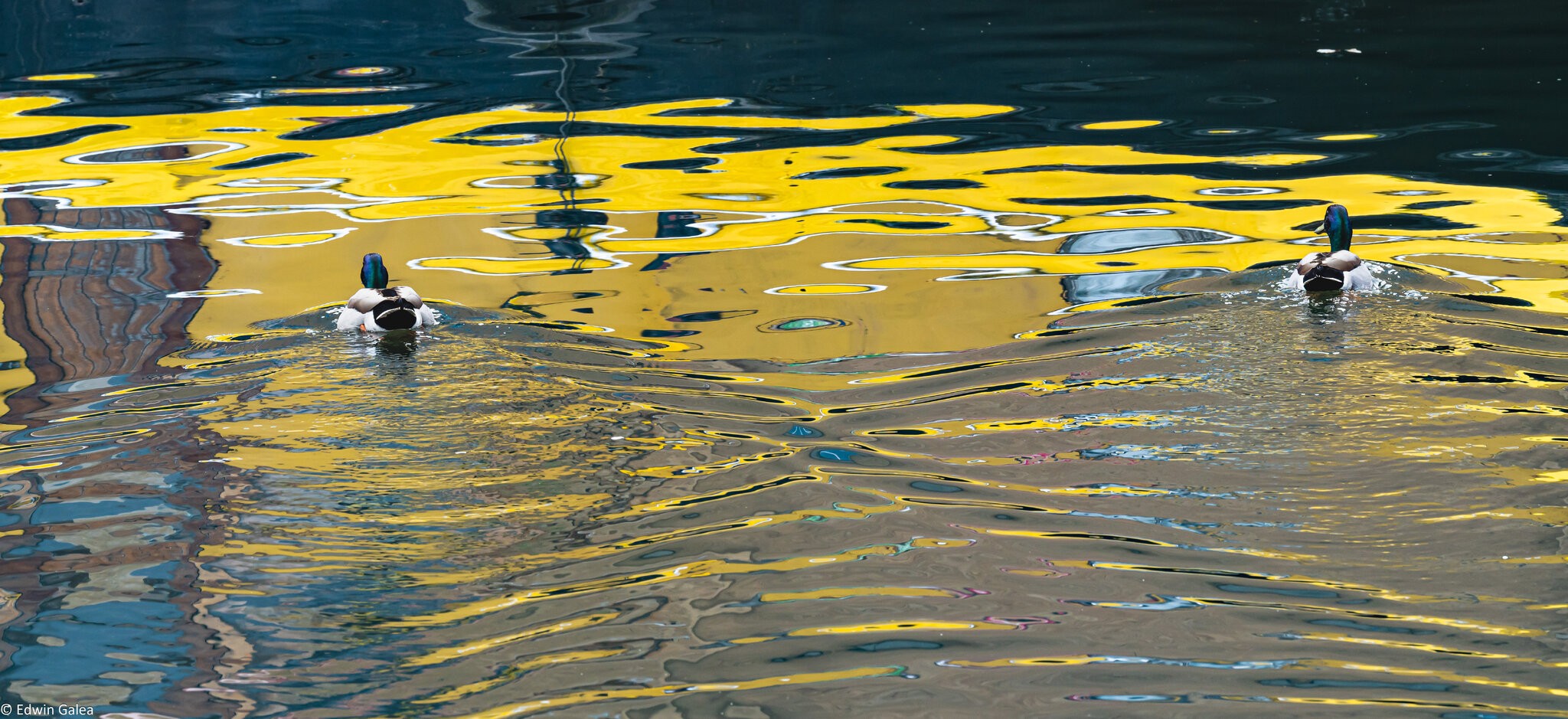 ducks_yellowwater-1.jpg
