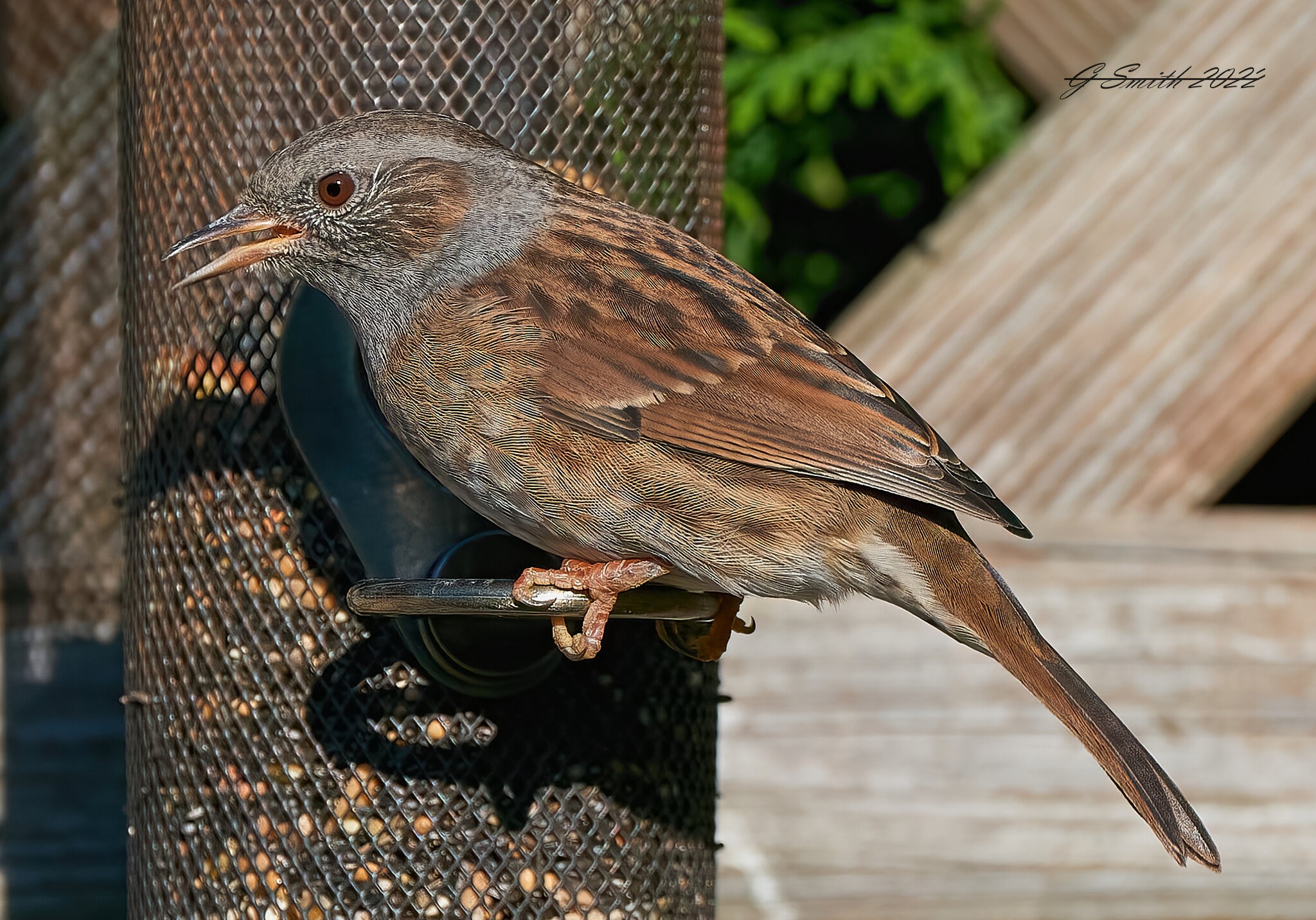 dunnock 2022 (3).jpg