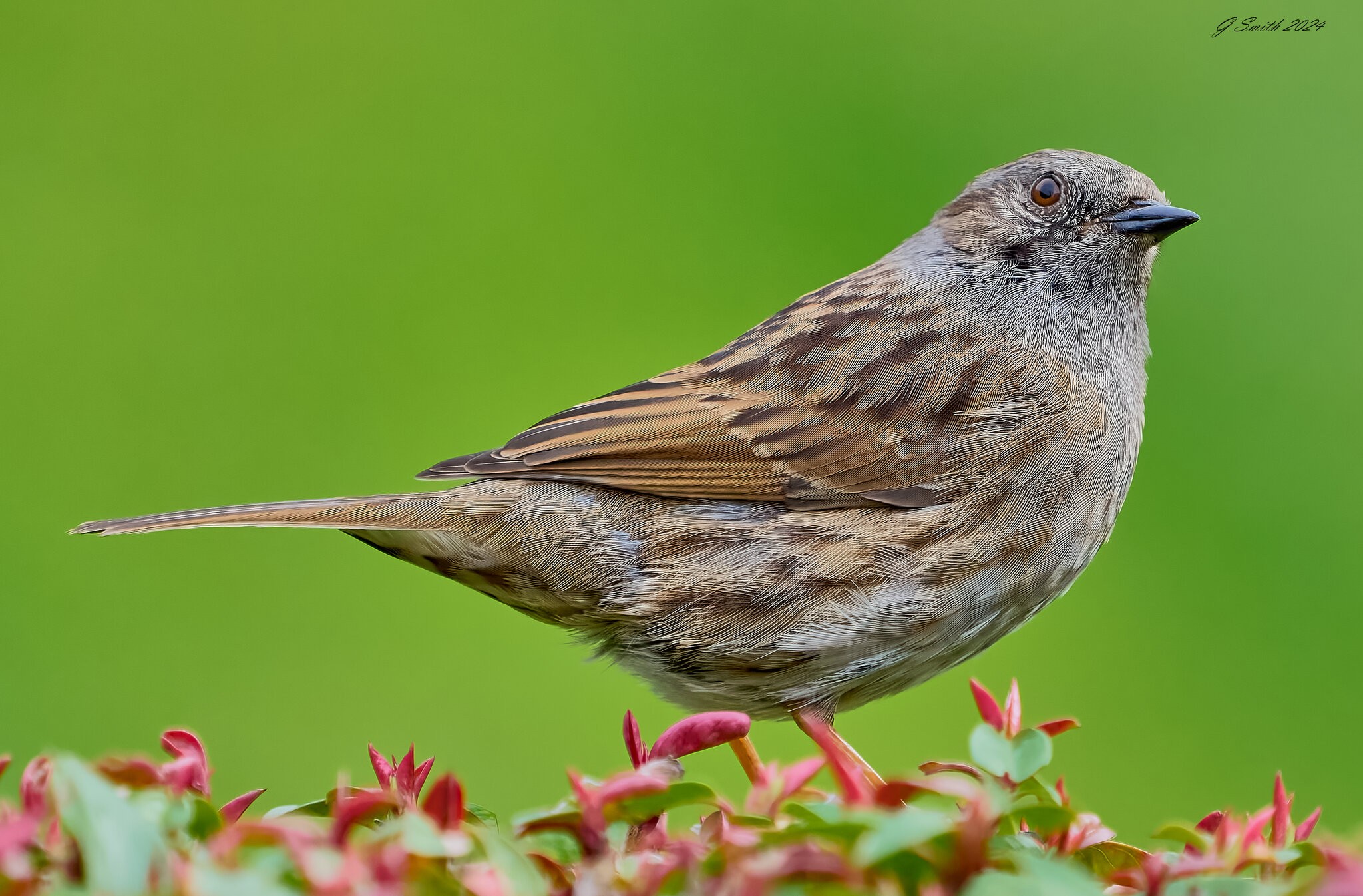 dunnock 2024 1.jpg
