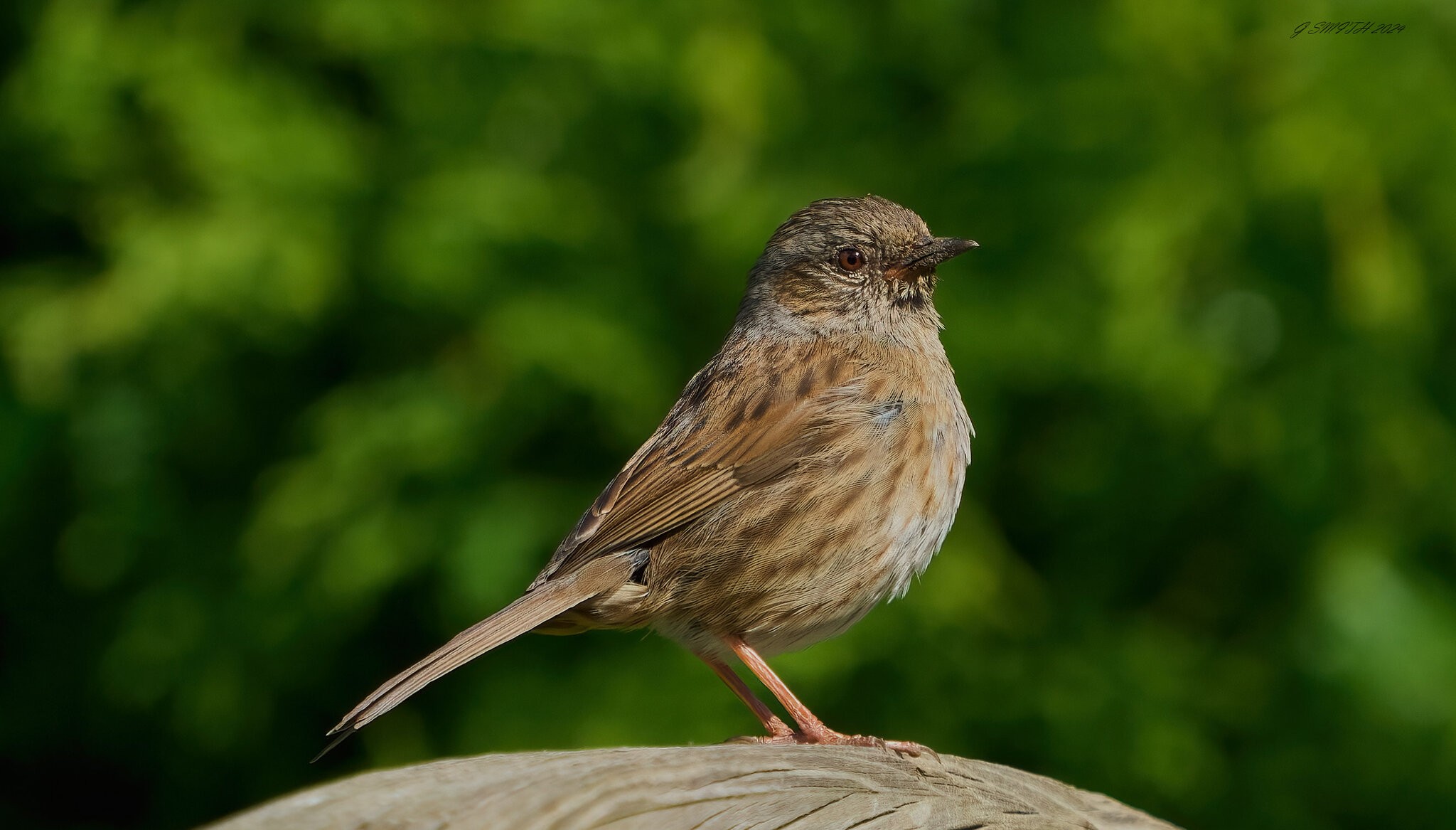 dunnock 2024 3.jpg