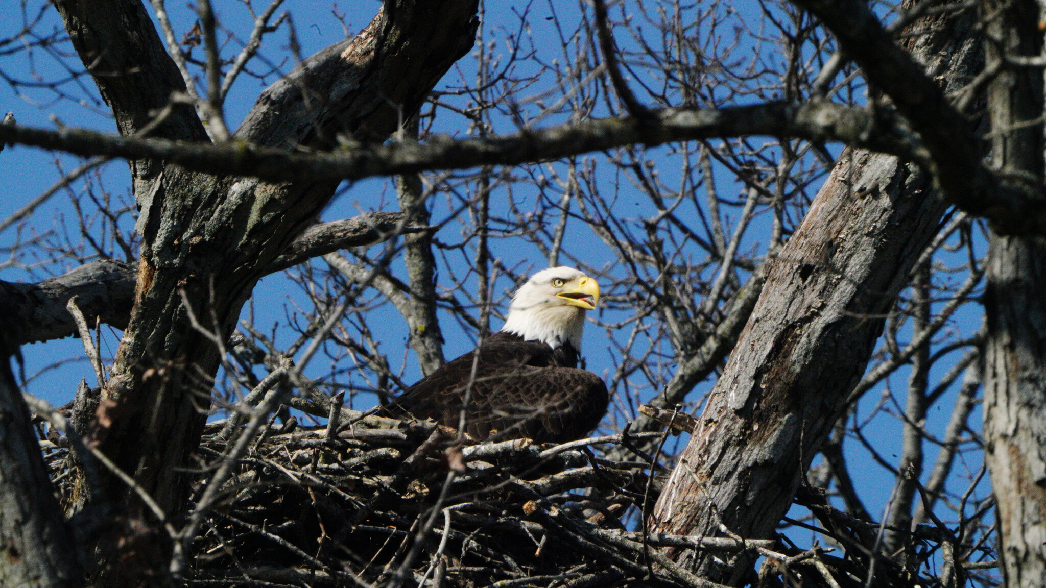 Eagle Nesting