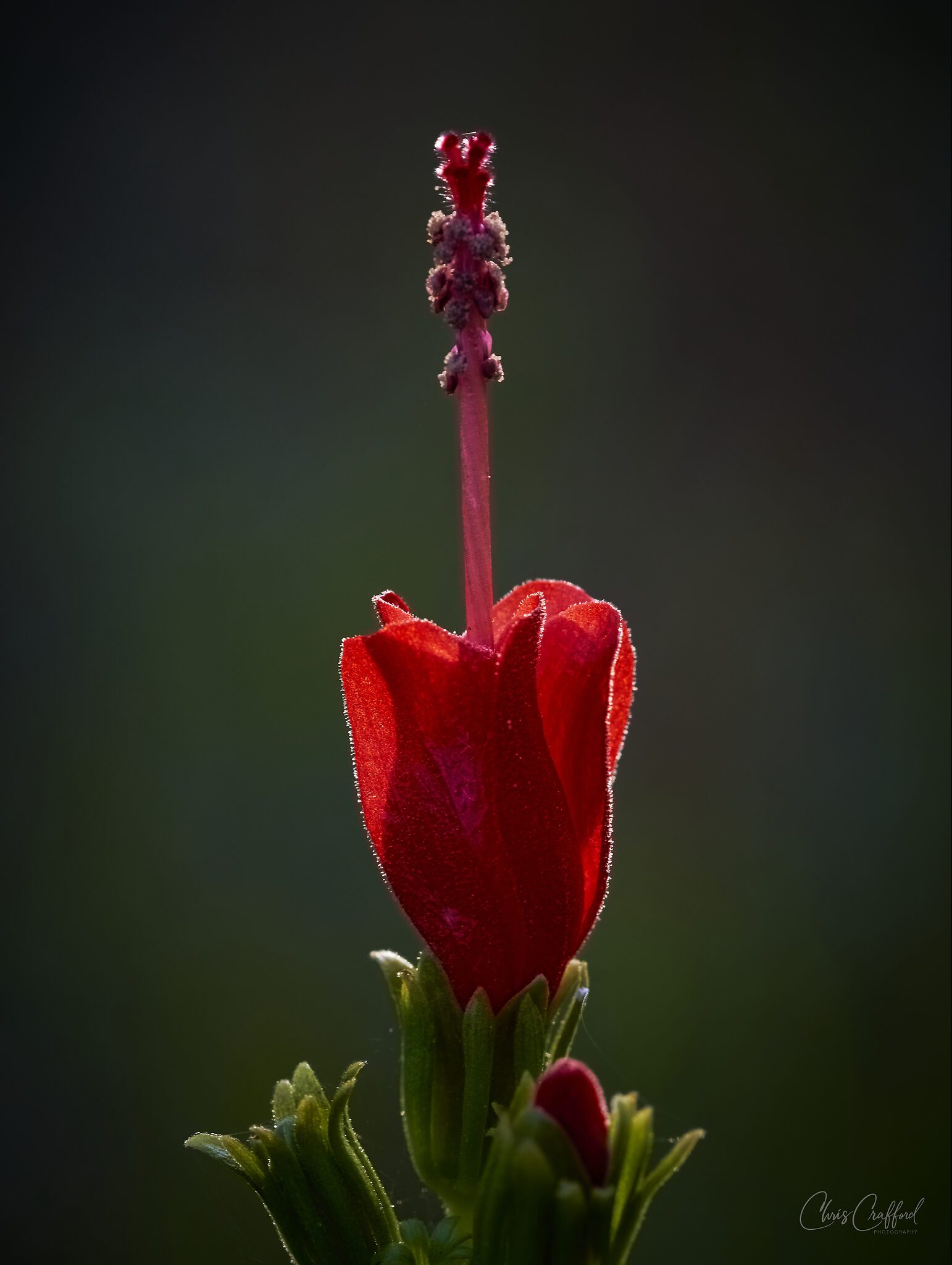 Early light on wild flower