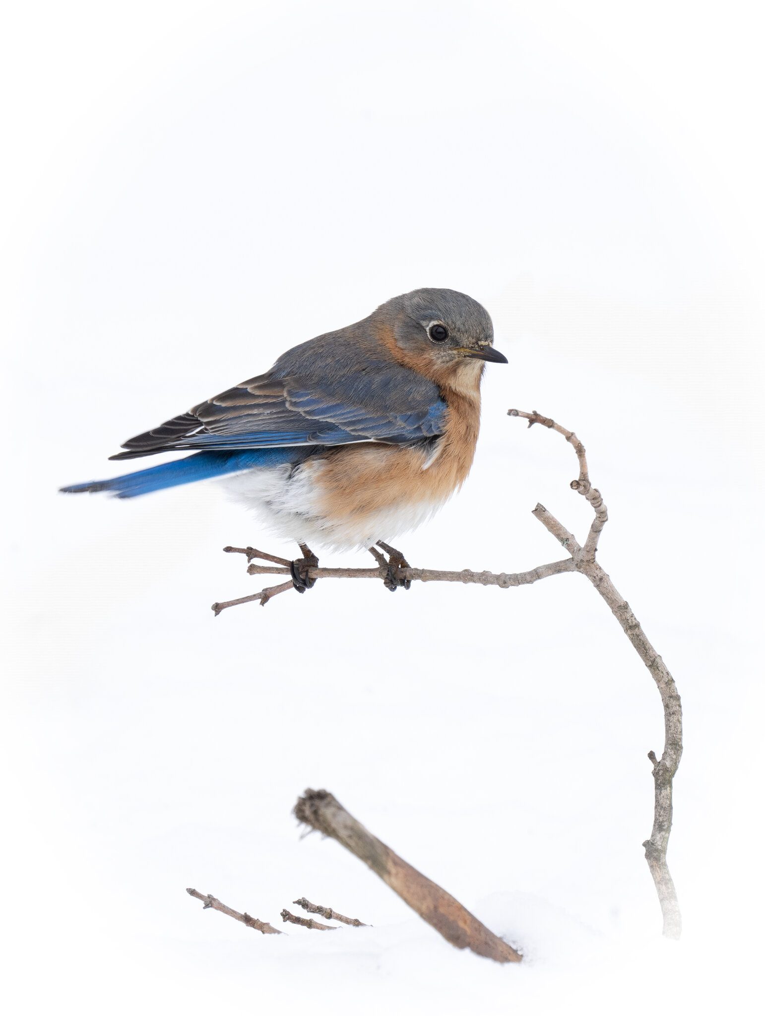 eastern bluebird