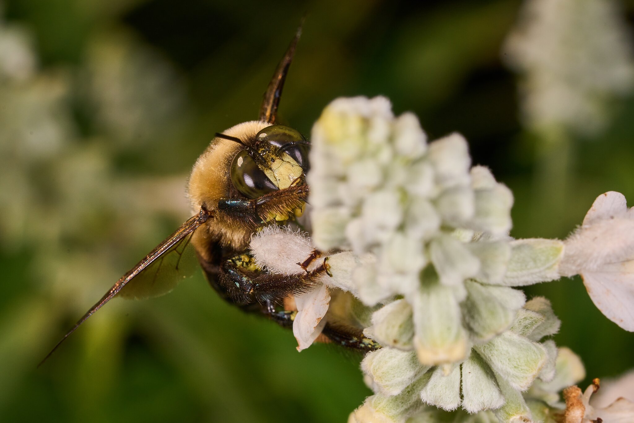Eastern Carpenter Bee - Longwood Gardens - 09202025 - 02 - DN.jpg
