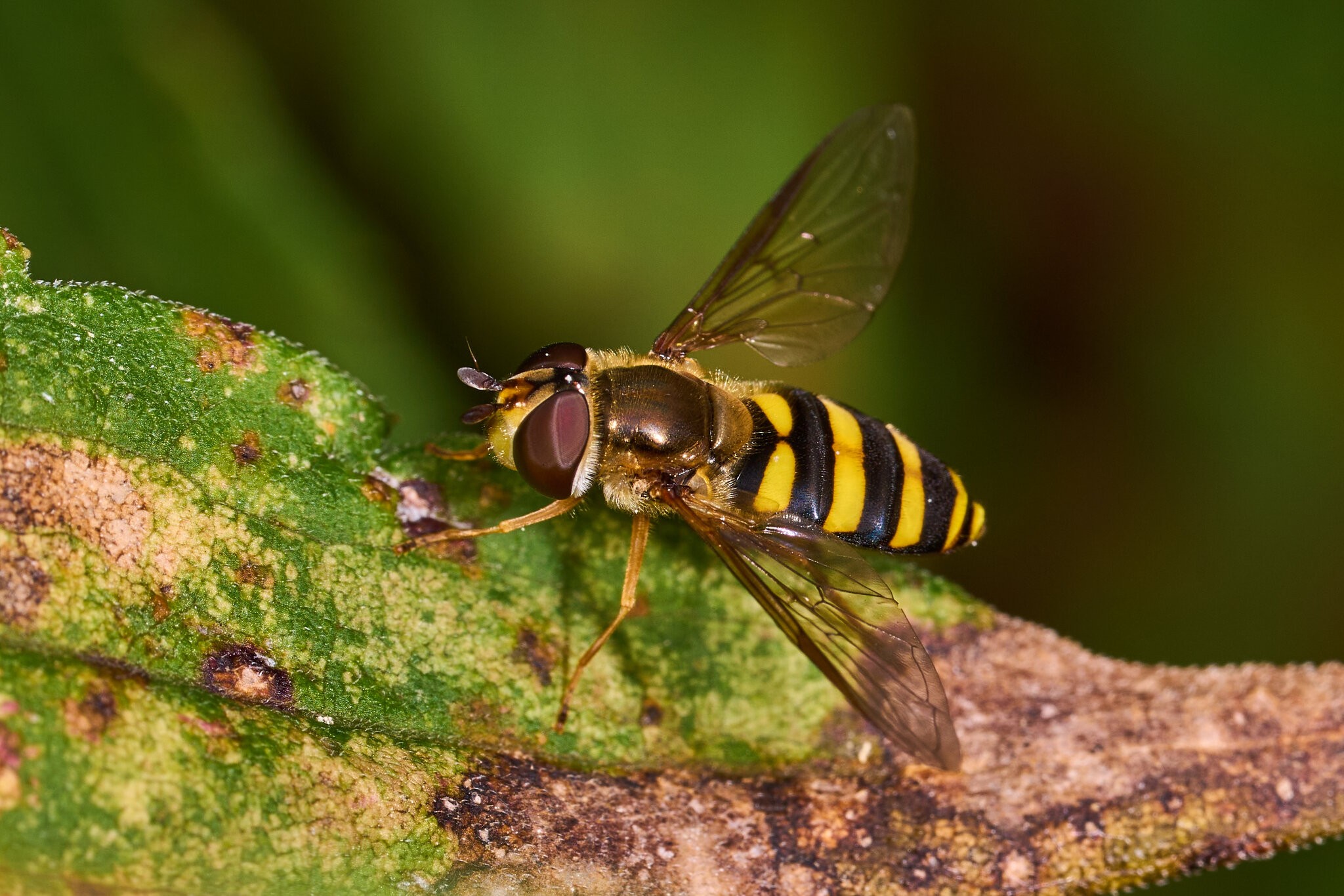 Eastern Flower Fly - BCSP - 0920226 - 04.jpg