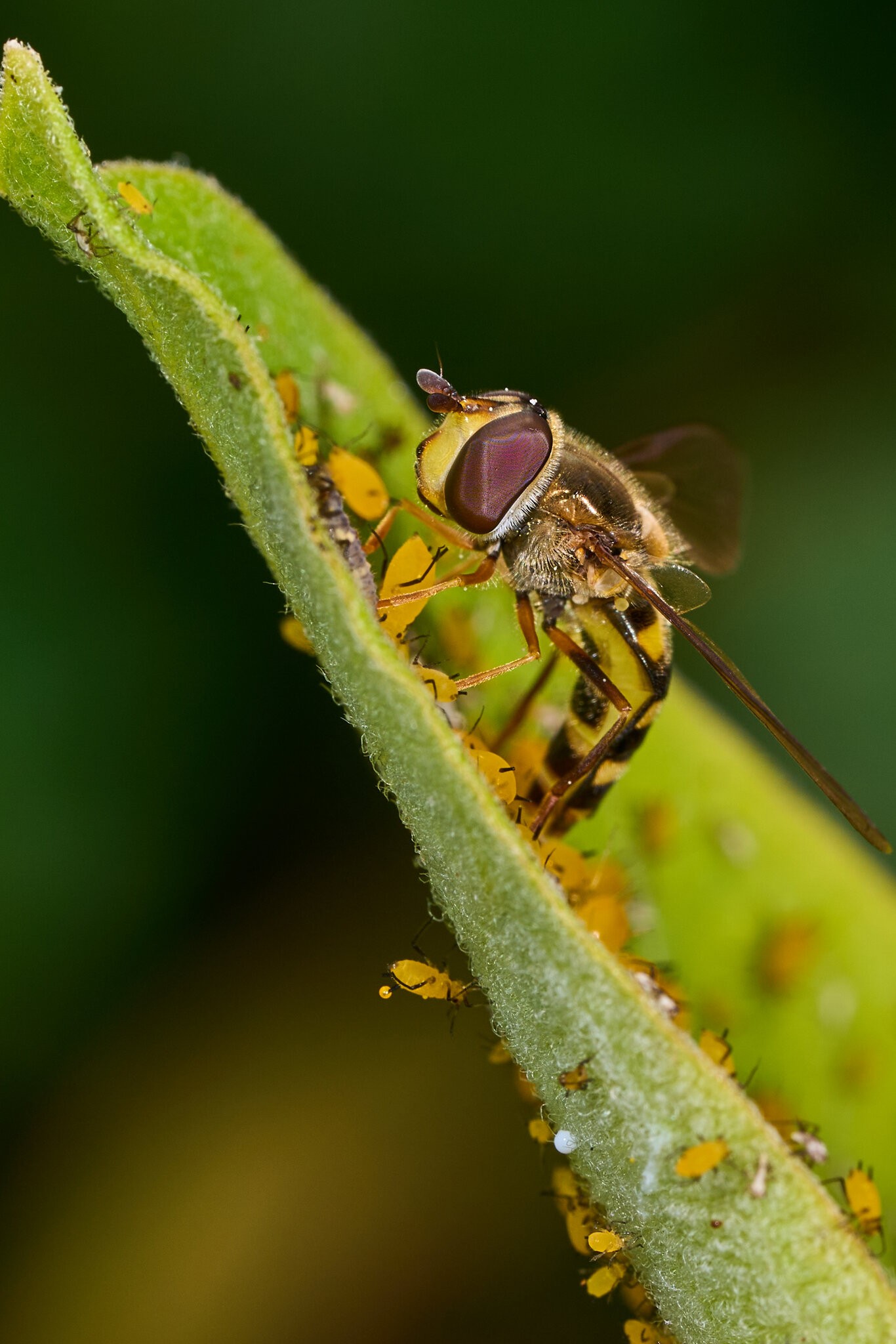 Eastern Flower Fly - BCSP - 0920226 - 08.jpg