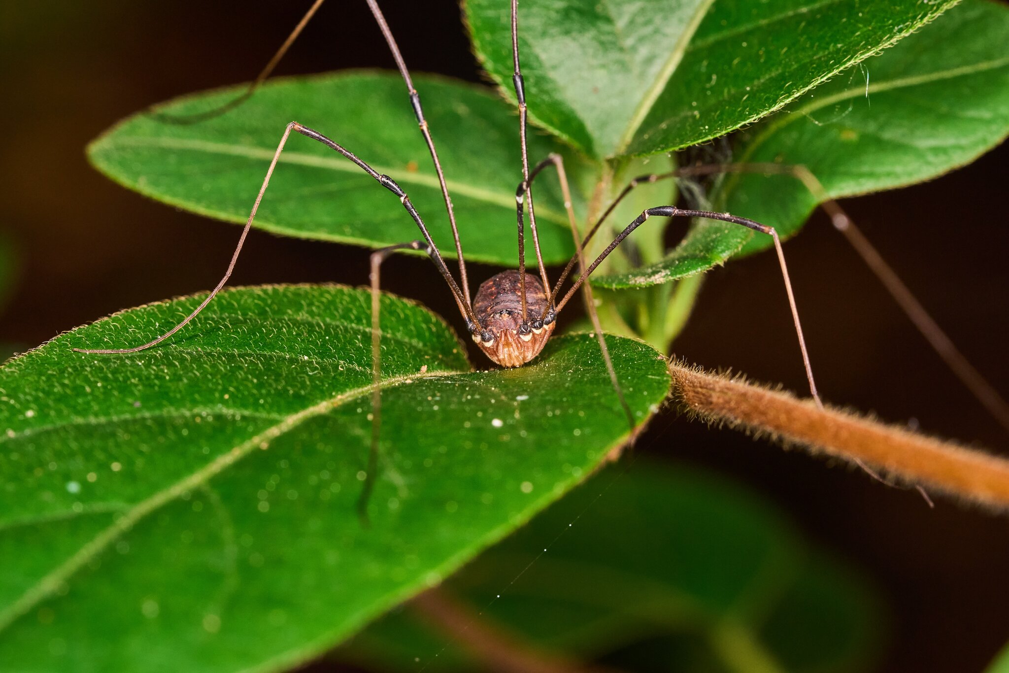 Eastern Harvestman - Tyler Arboretum - 101042025 - 01 - DN.jpg