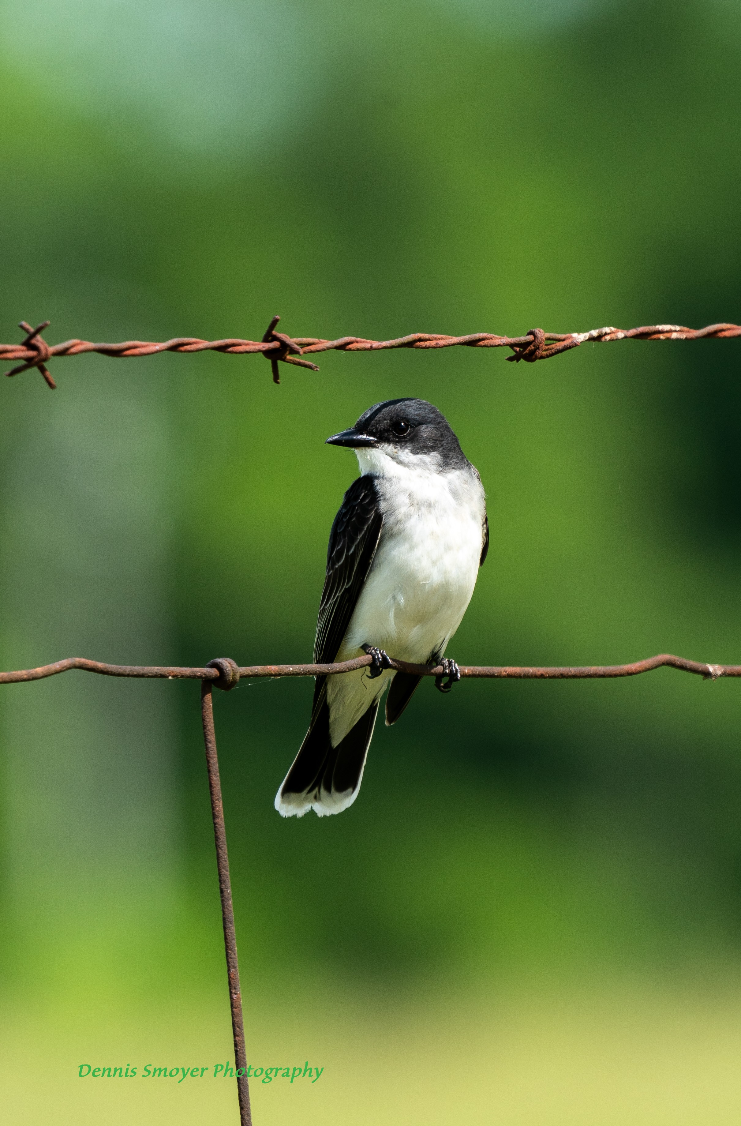 Eastern Kingbird