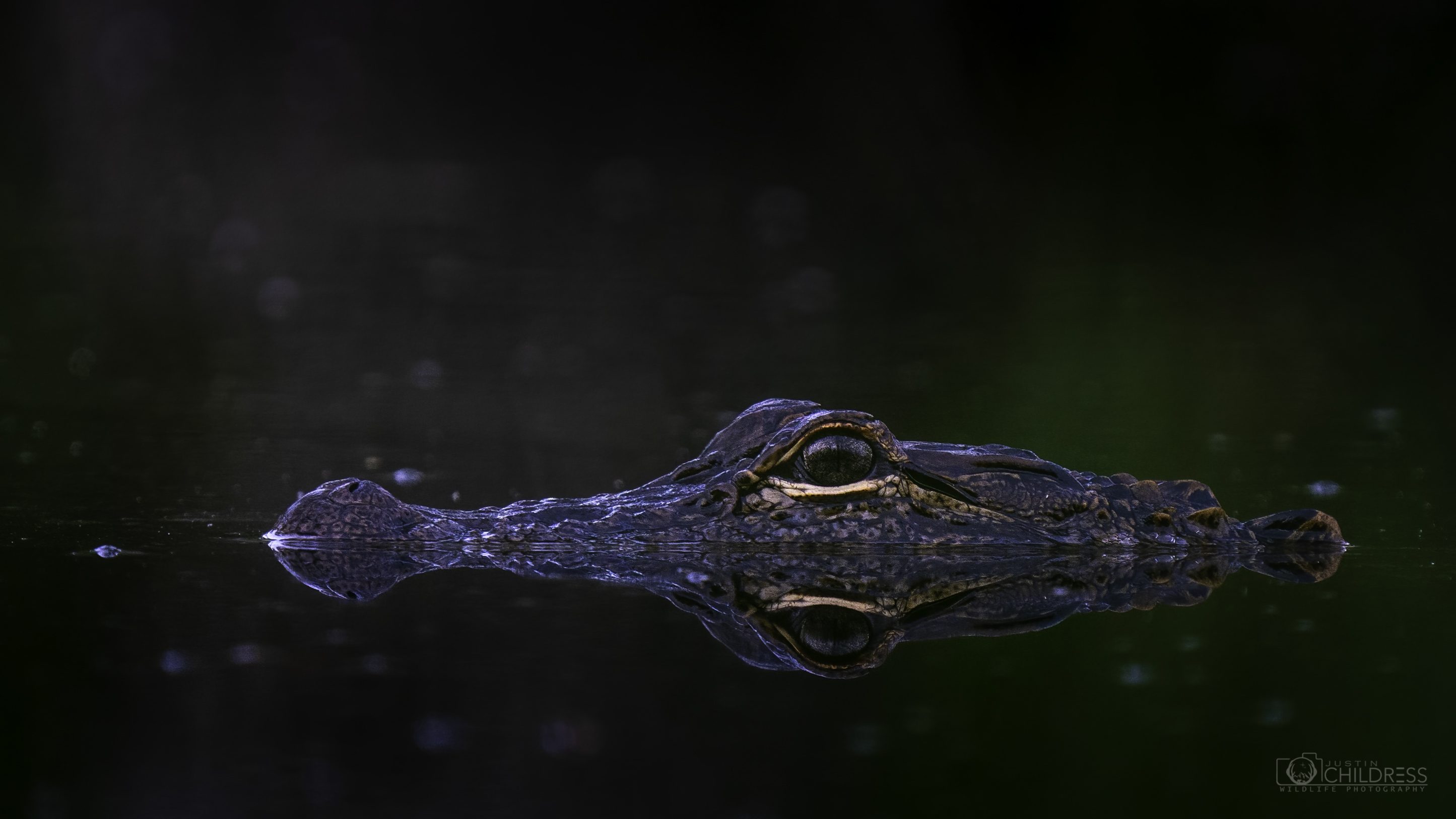 Eastern NC Alligator