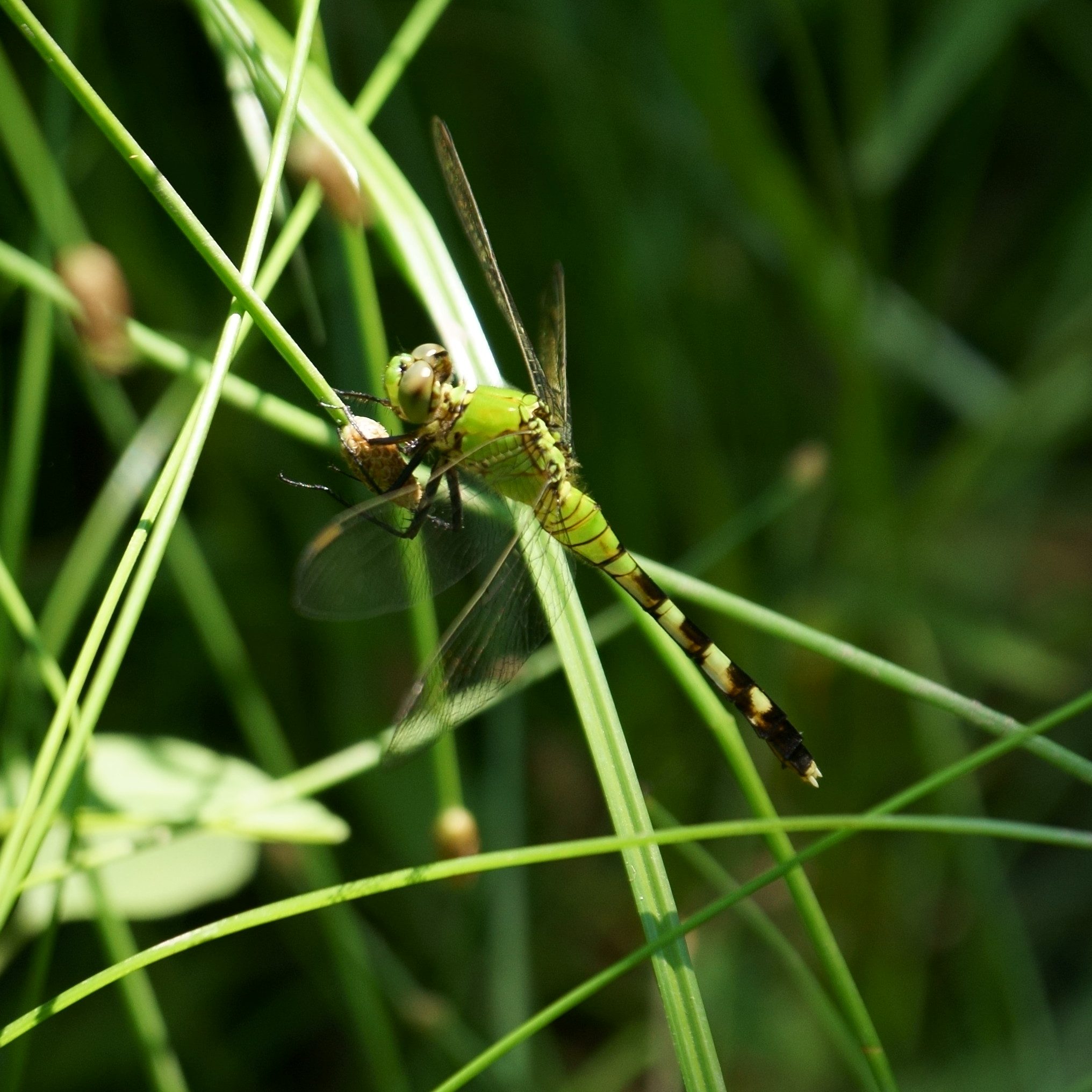 Eastern Pondhawk