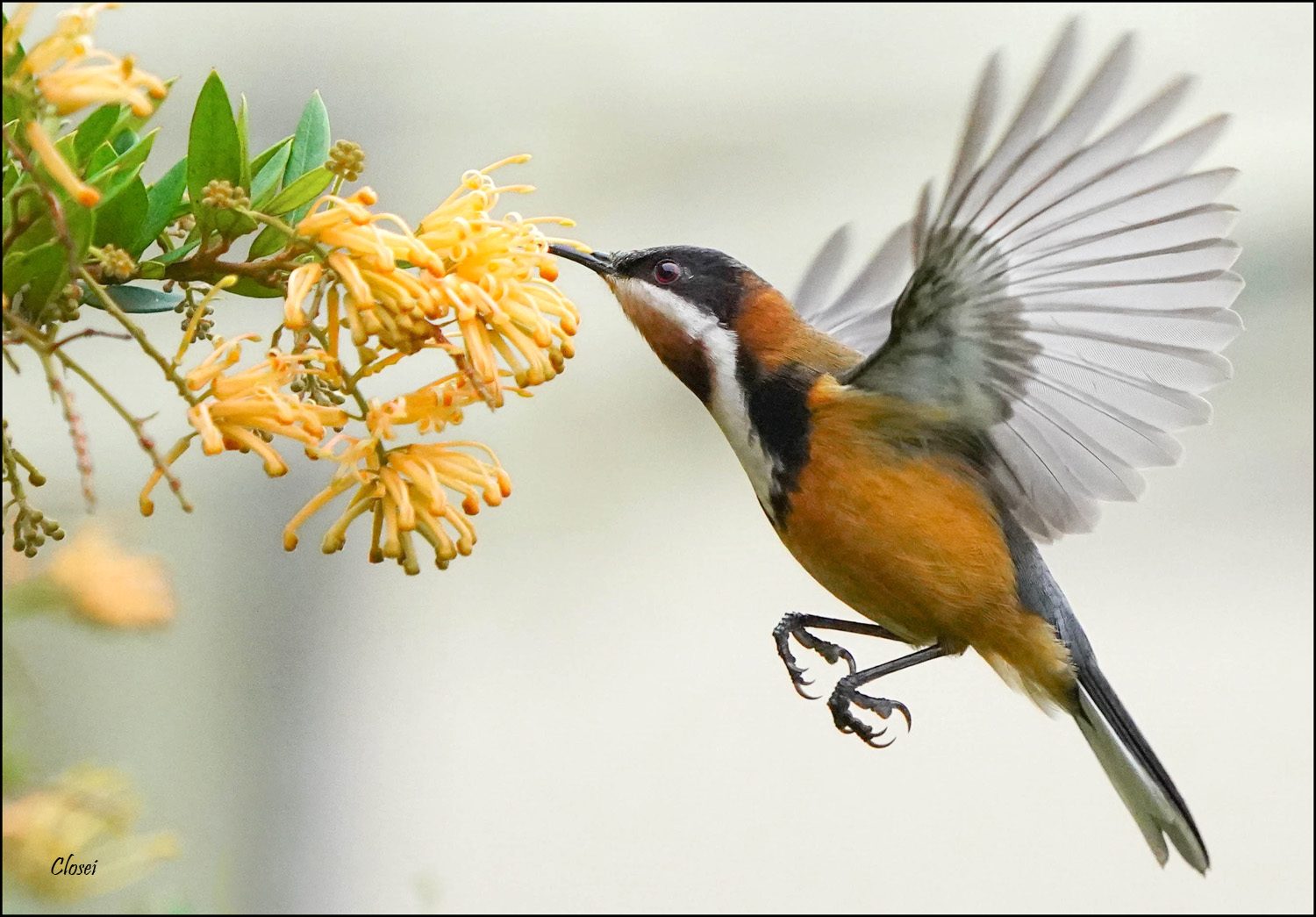 Eastern Spinebill r.jpg