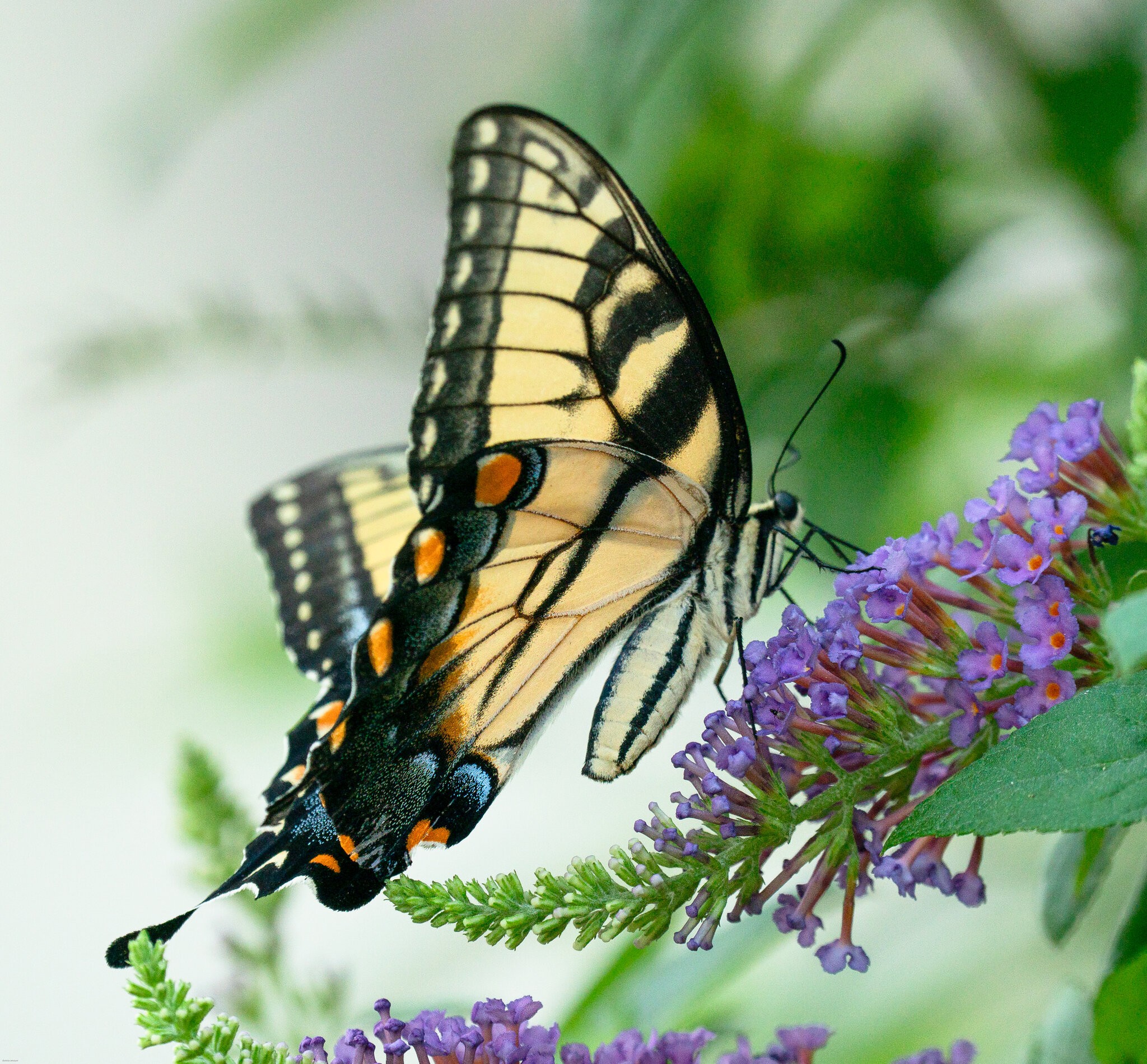 eastern Tiger swallowtail