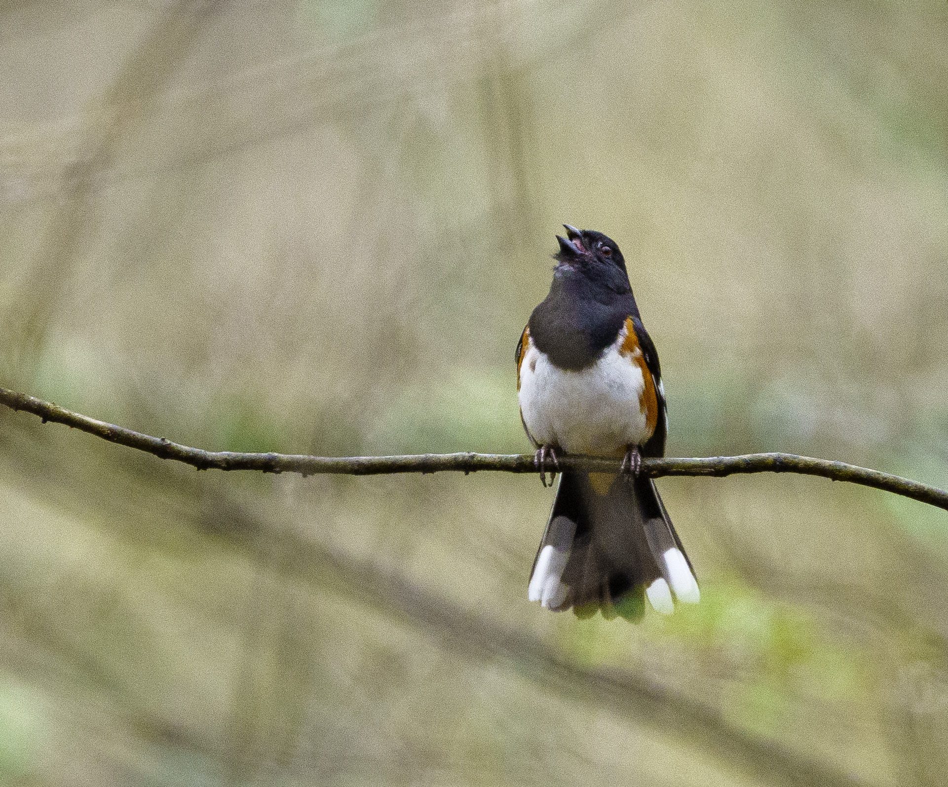 Eastern Towhee.jpg