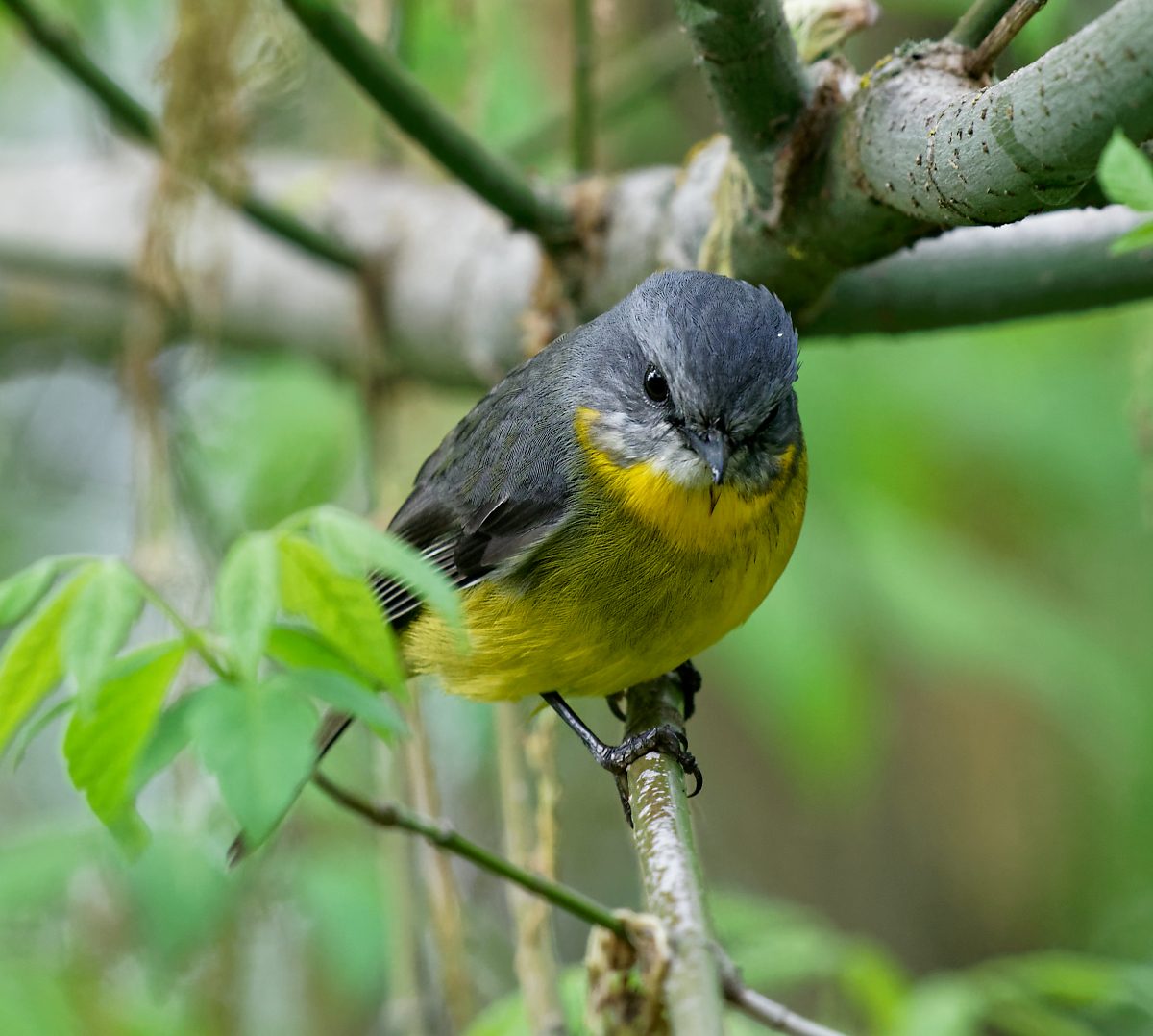 Eastern Yellow Robin (3).jpg