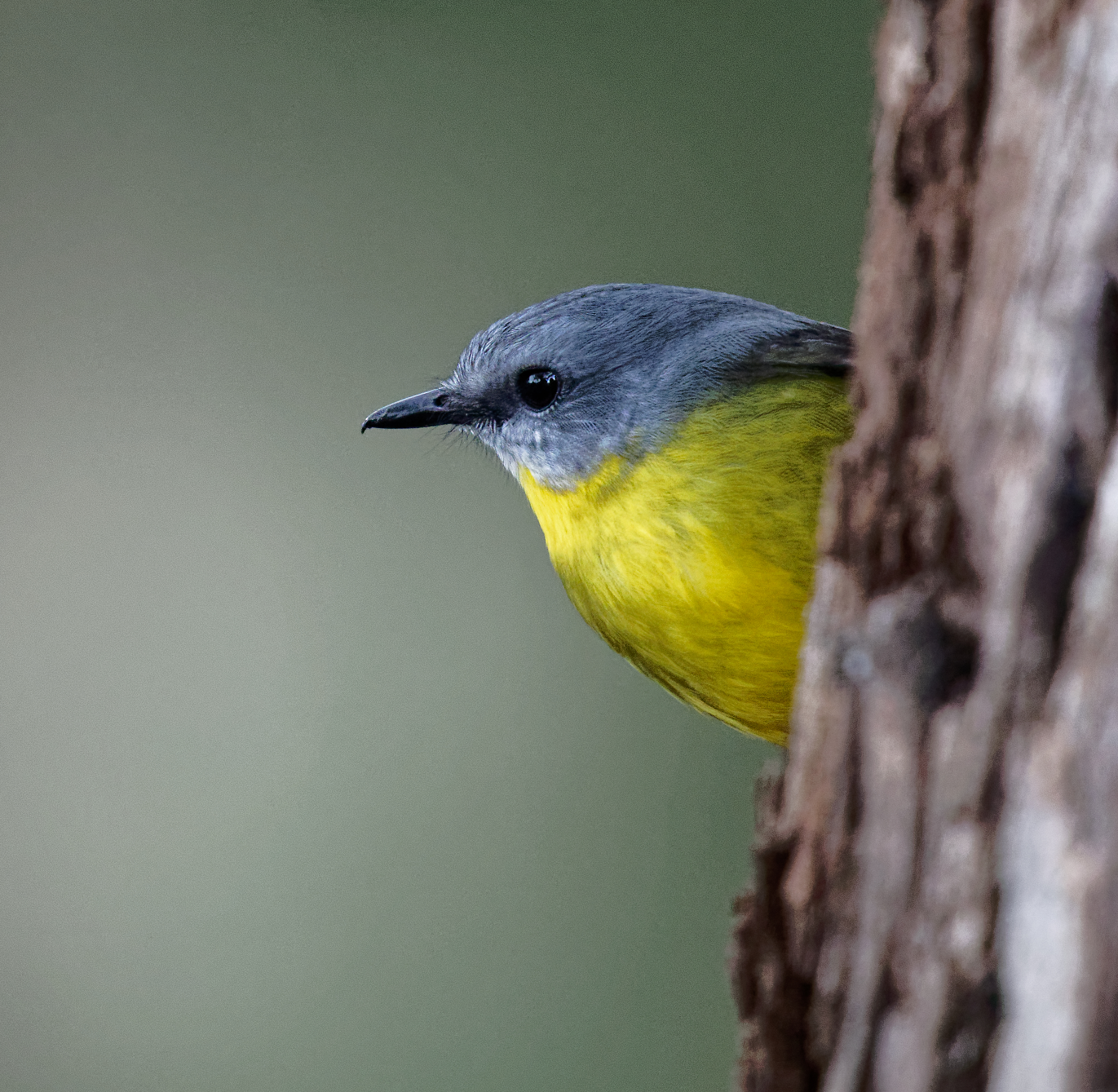 Eastern Yellow Robin (5).jpg