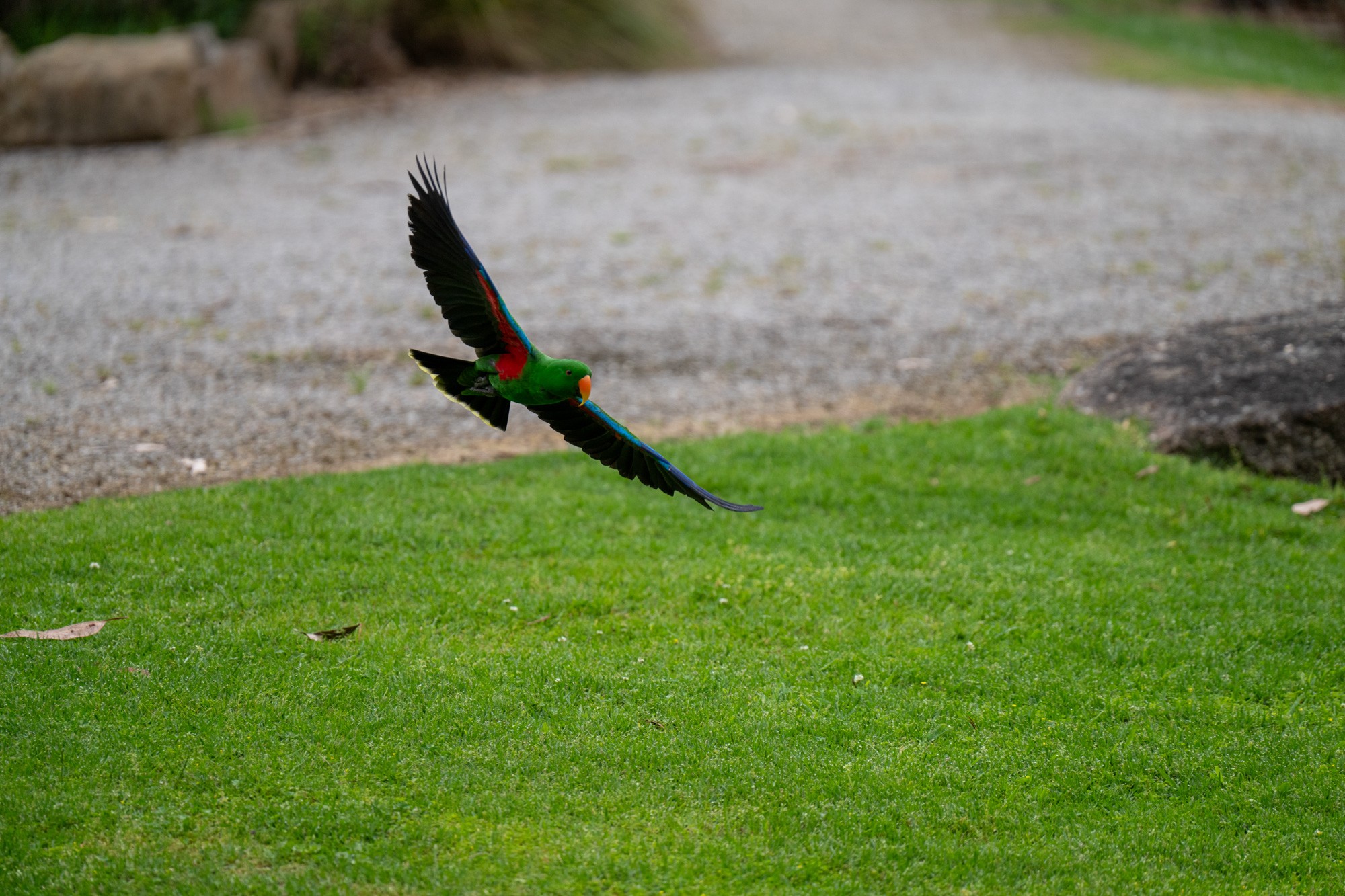 EclectusMale.jpg