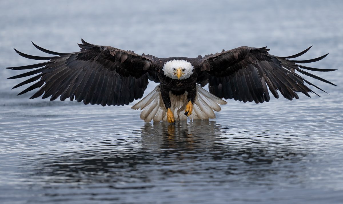 EfrainSueldo_baldeagle_1.jpg