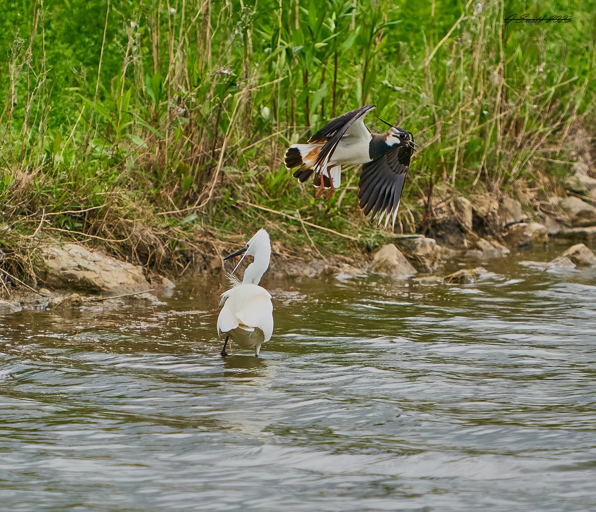 egret 2023 47.jpg
