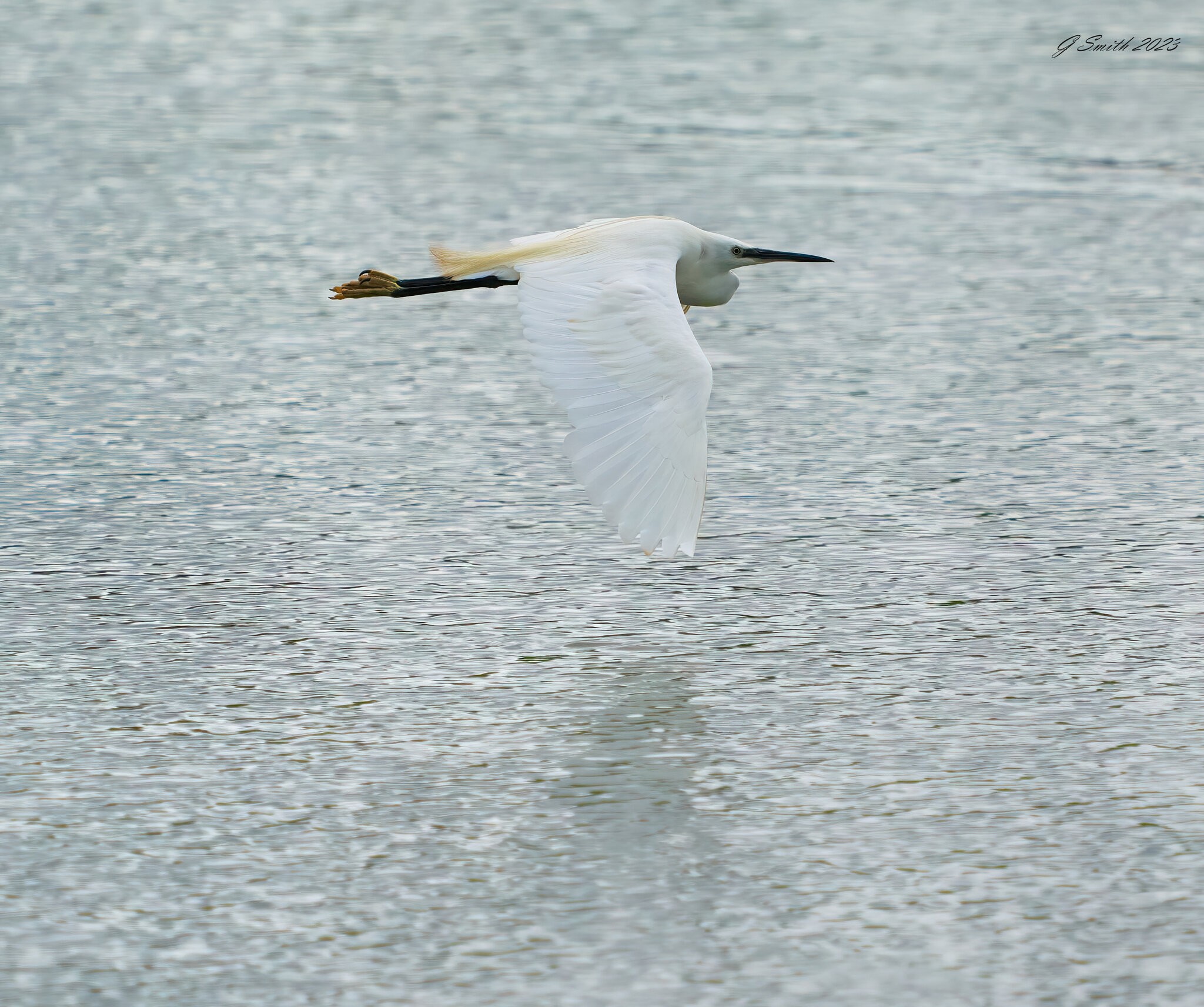 egret 2023 59.jpg