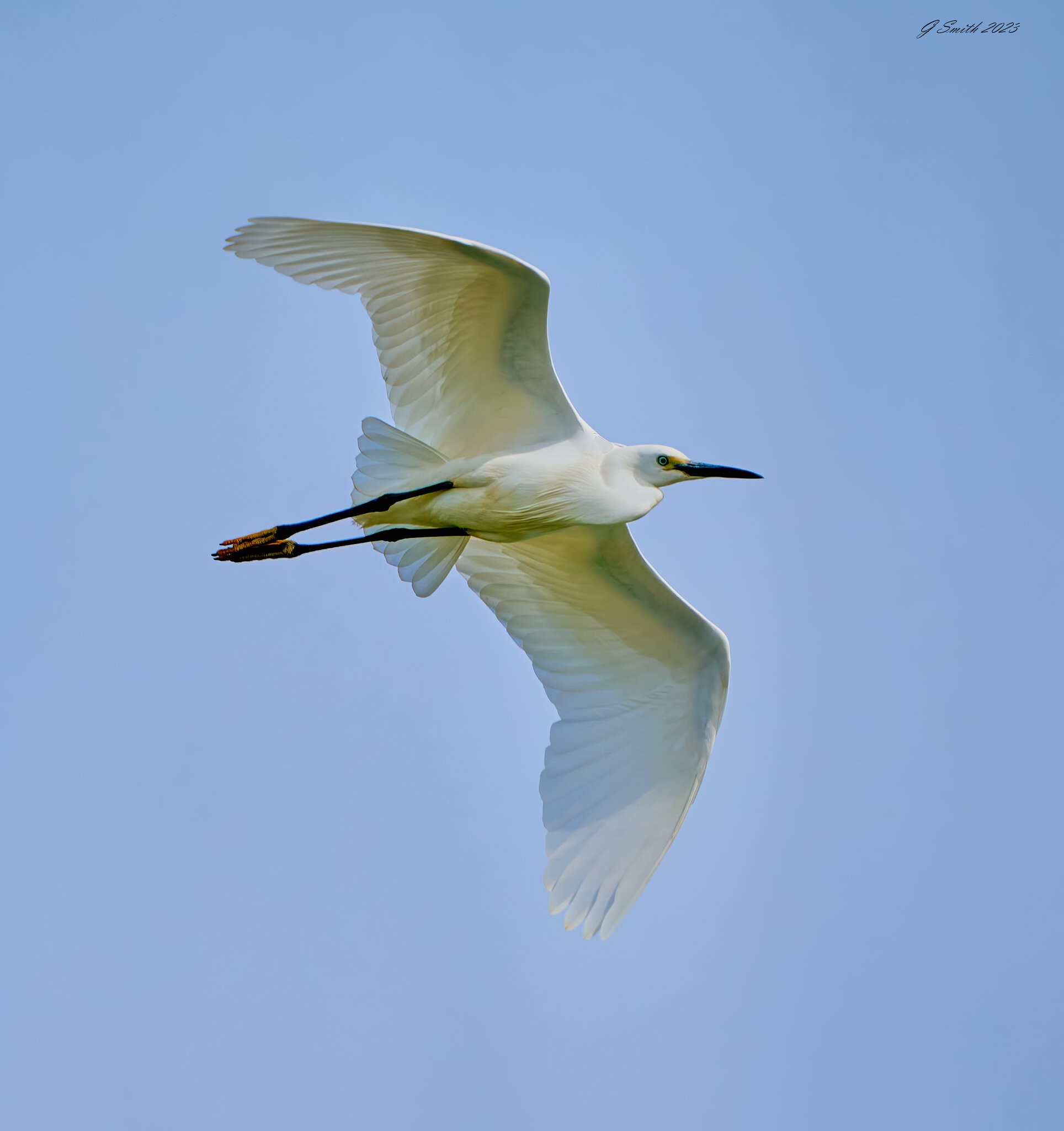 egret 2023 64.jpg