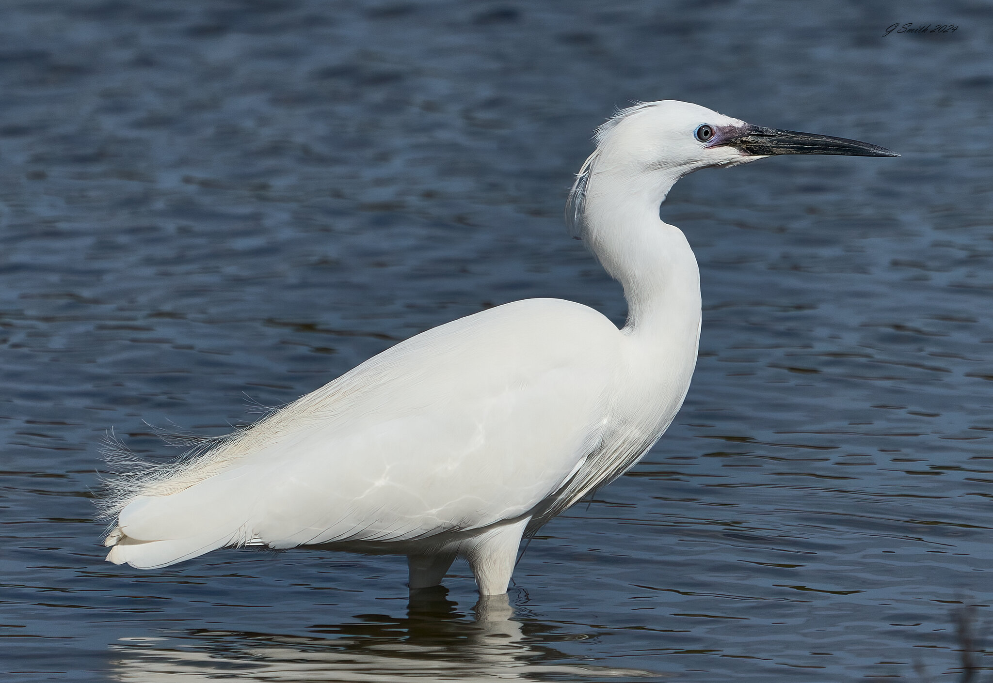 egret 2024 10.jpg