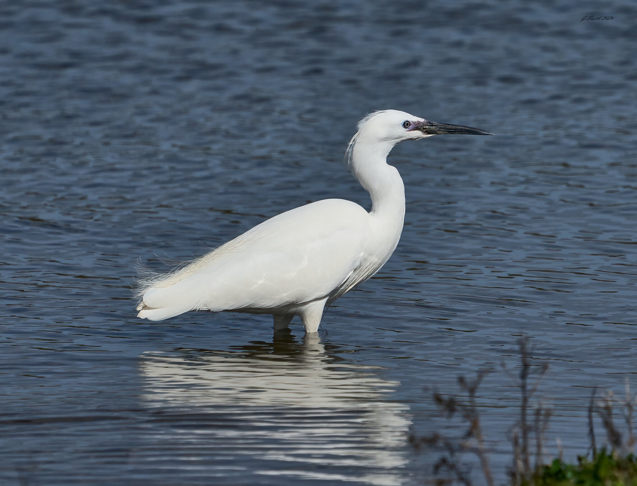 egret 2024 11.jpg