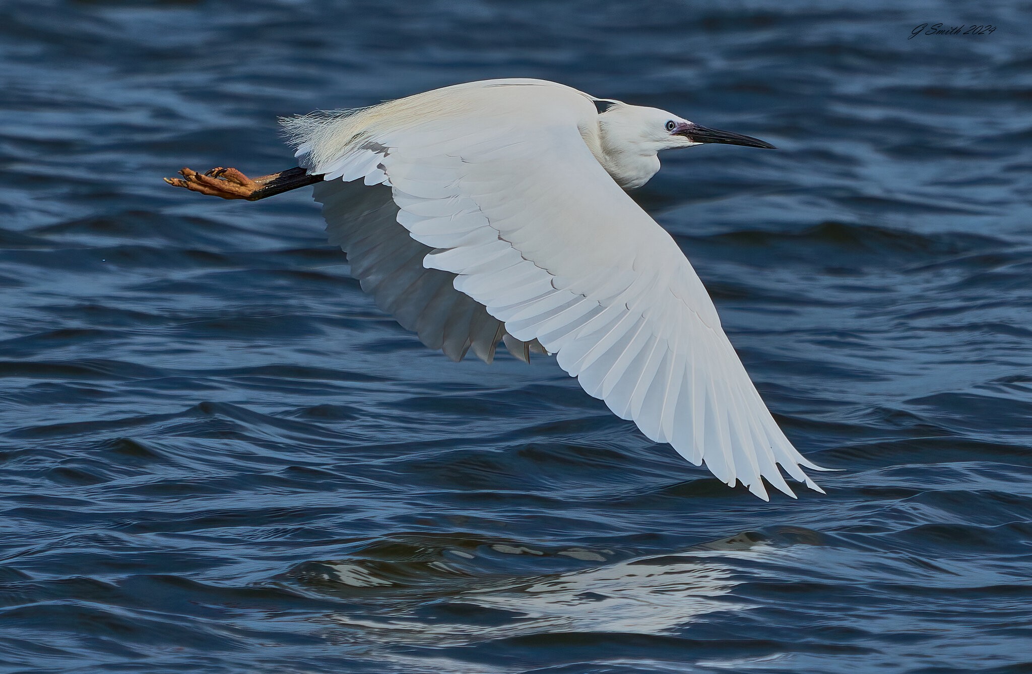 egret 2024 14.jpg