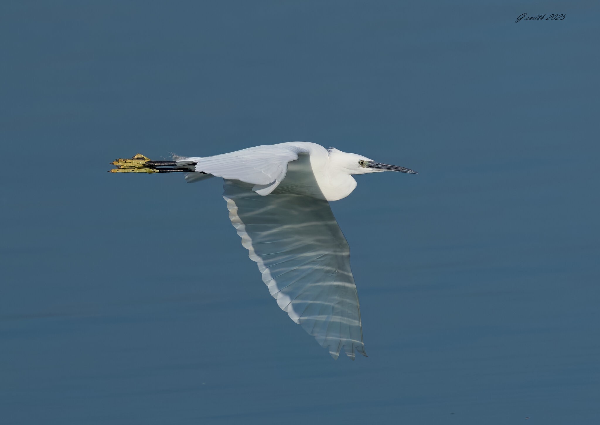 egret 2025 20.jpg