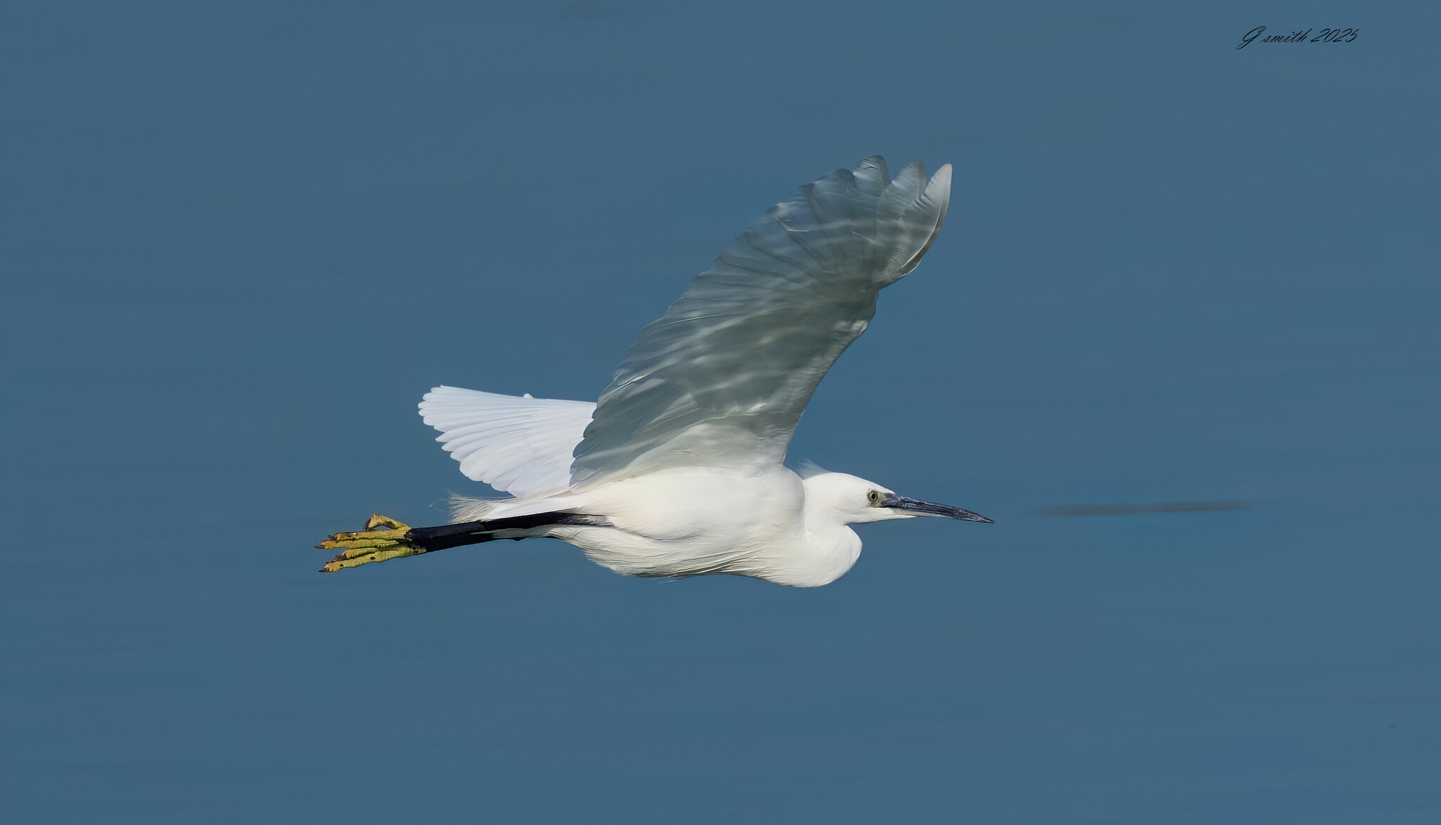 egret 2025 23.jpg