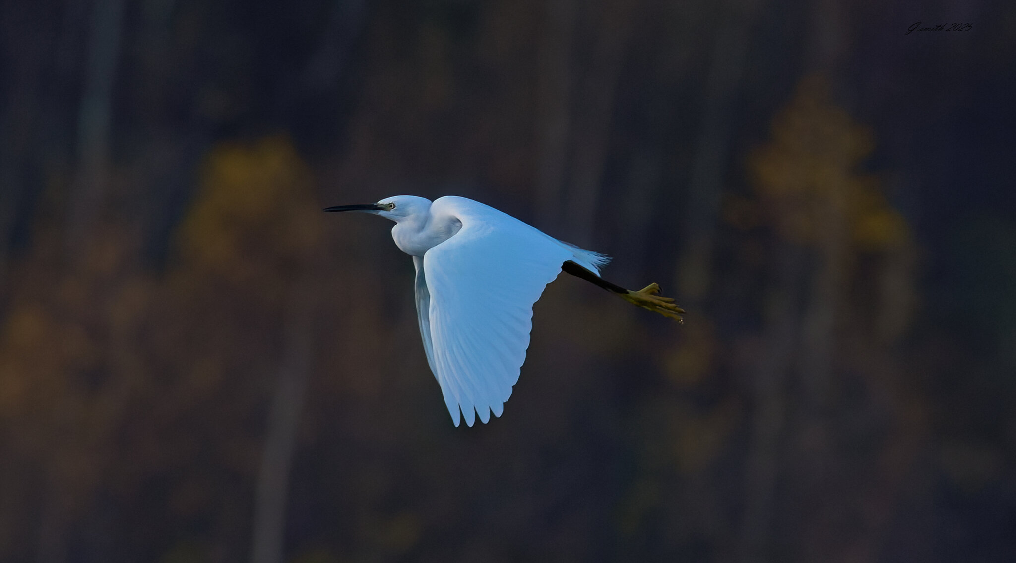 egret 2025 34.jpg