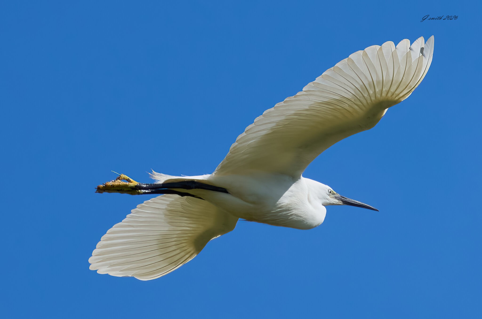 egret 2026_11.jpg