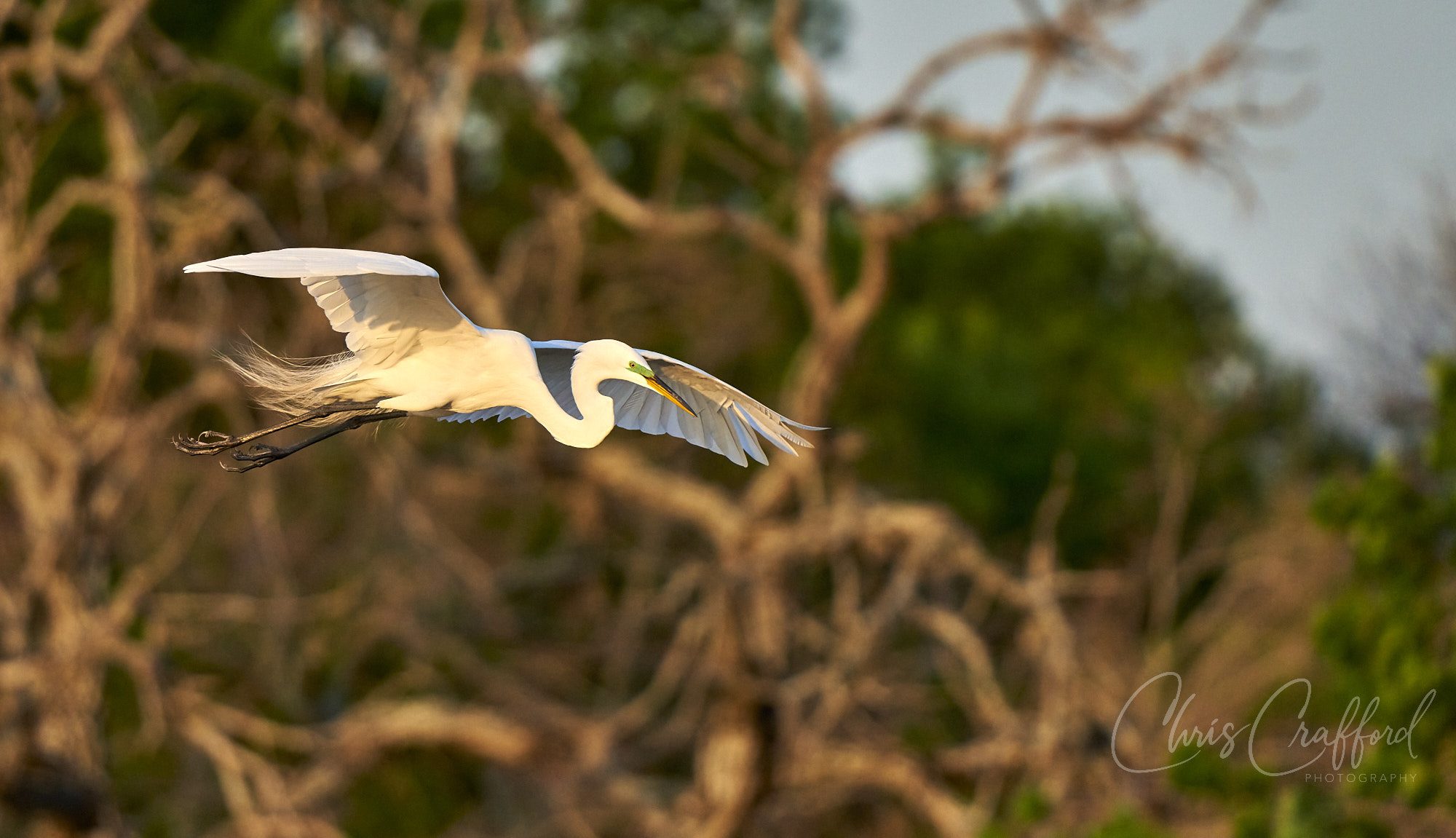 Egret heading for the rookery