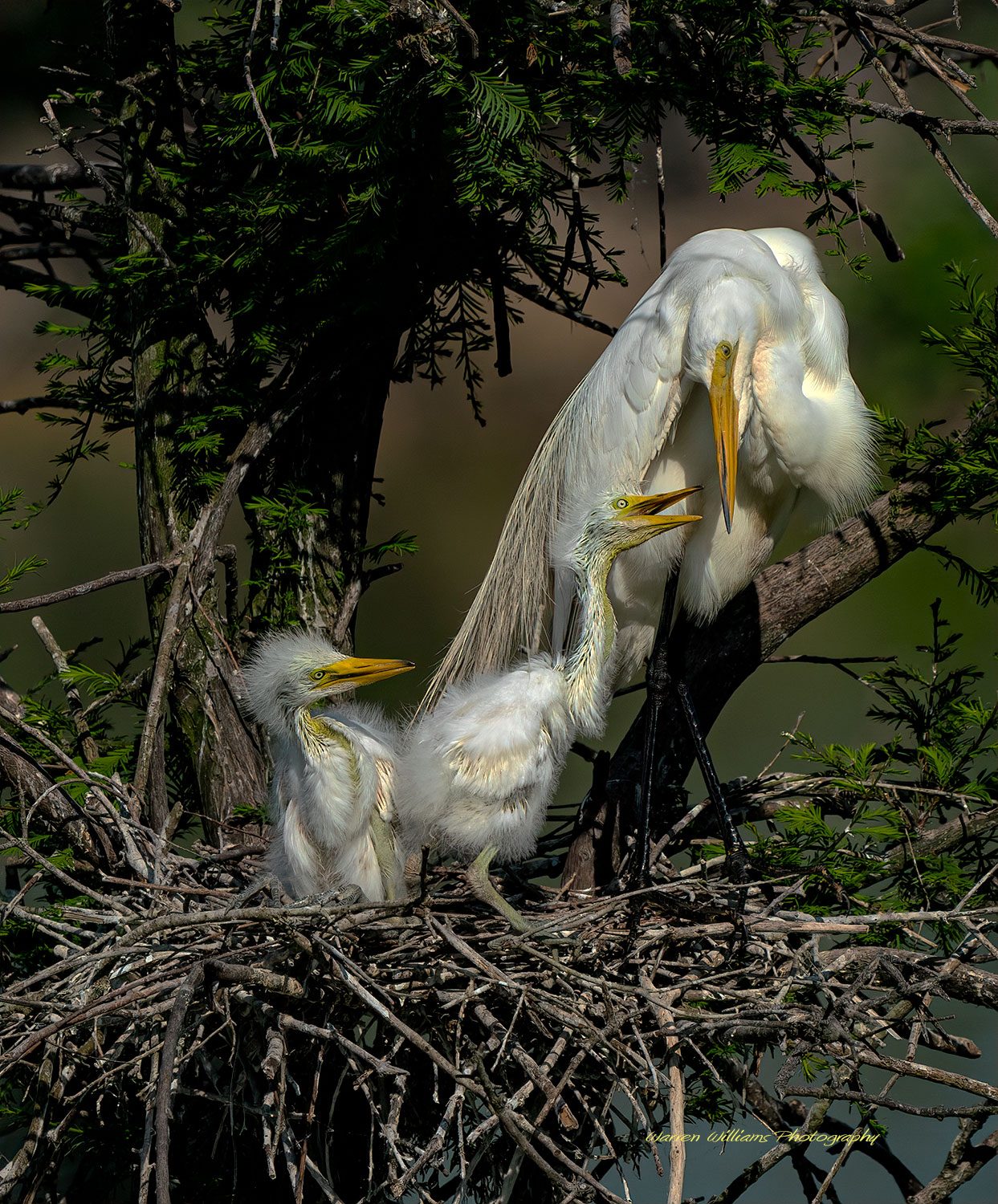 Egret with young