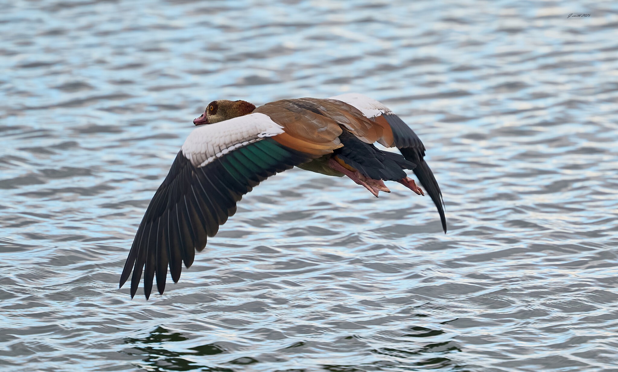 egyptian goose 2025 _1.jpg