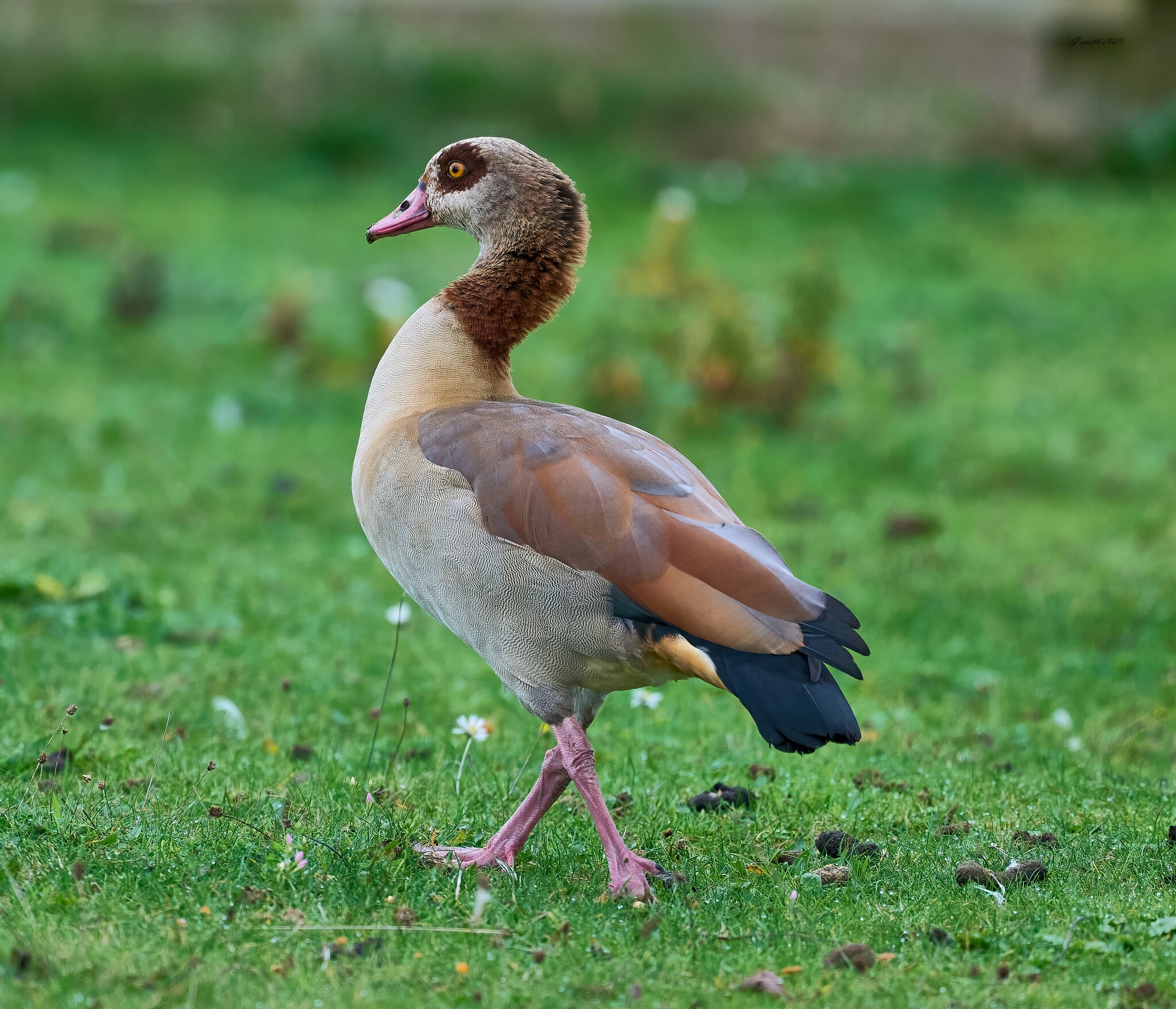 egyptian goose 2025 .jpg